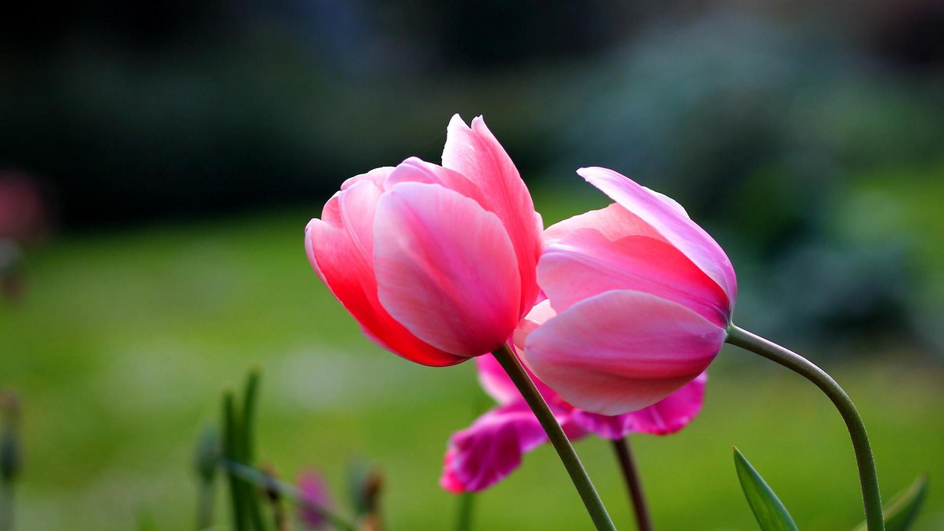 1920x1080 Laptop Flower Wallpaper