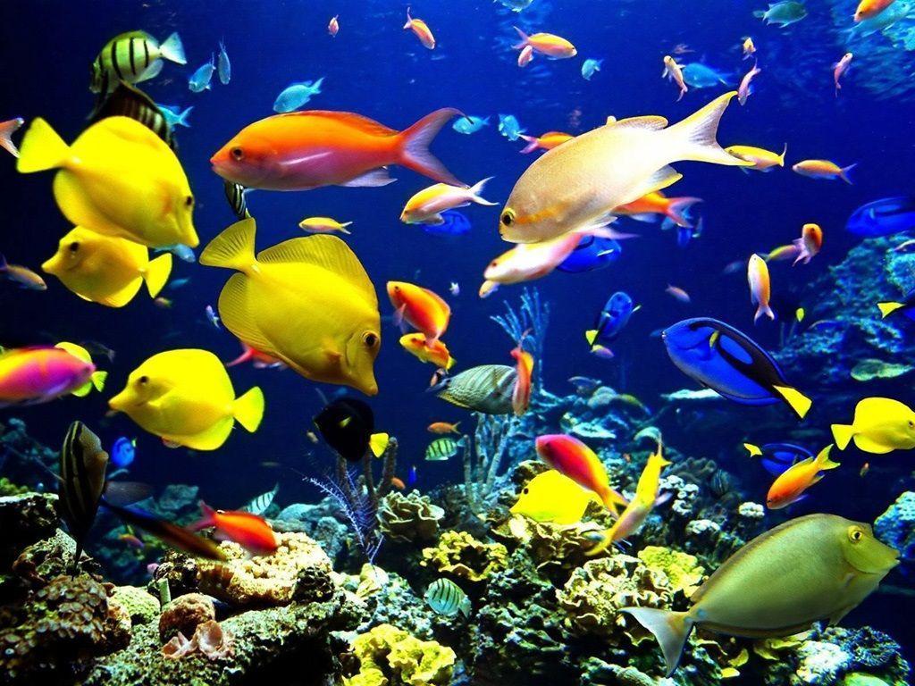 1024x768 Free Wallpaper Lap×1200 Nice Laptop Background (40 Wallpaper). Adorable Wallpaper. Fish background, Fish wallpaper, Tropical fish