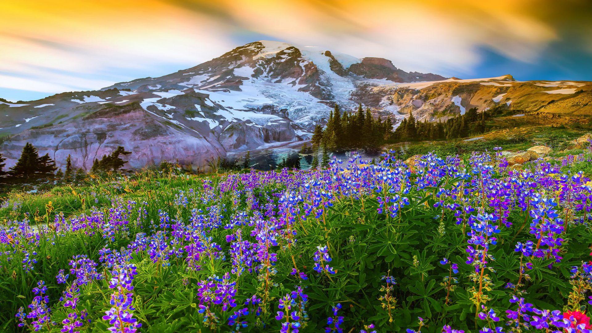 1920x1080 Beautiful Spring Landscape Nature Flowers Mountain Snow Mountain Paradise On Earth Mount Rainier National Park United States Desktop Wallpaper HD 1920x1200 :
