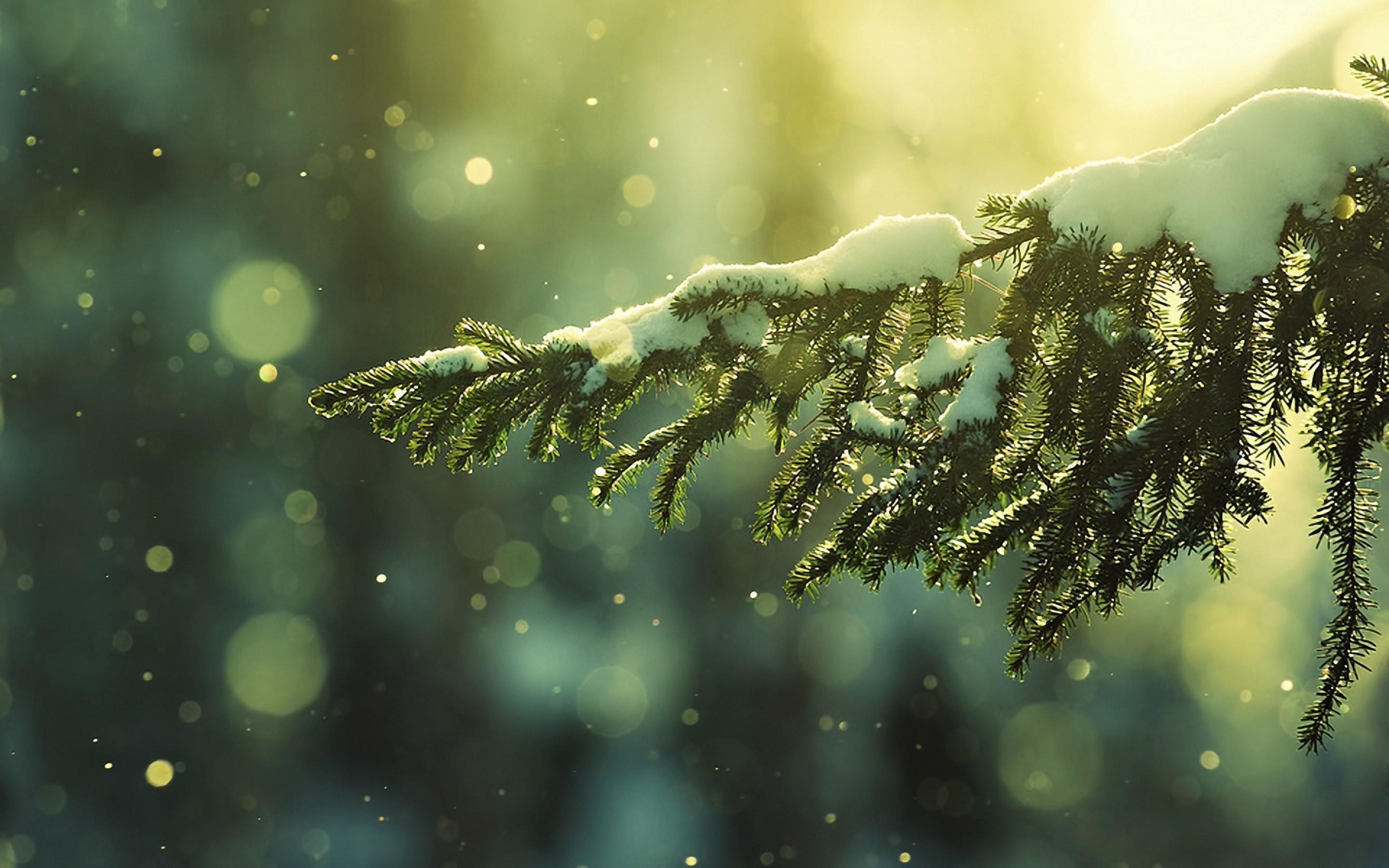2880x1800 Sunlight Snow Branch MacBook Air Wallpaper Download