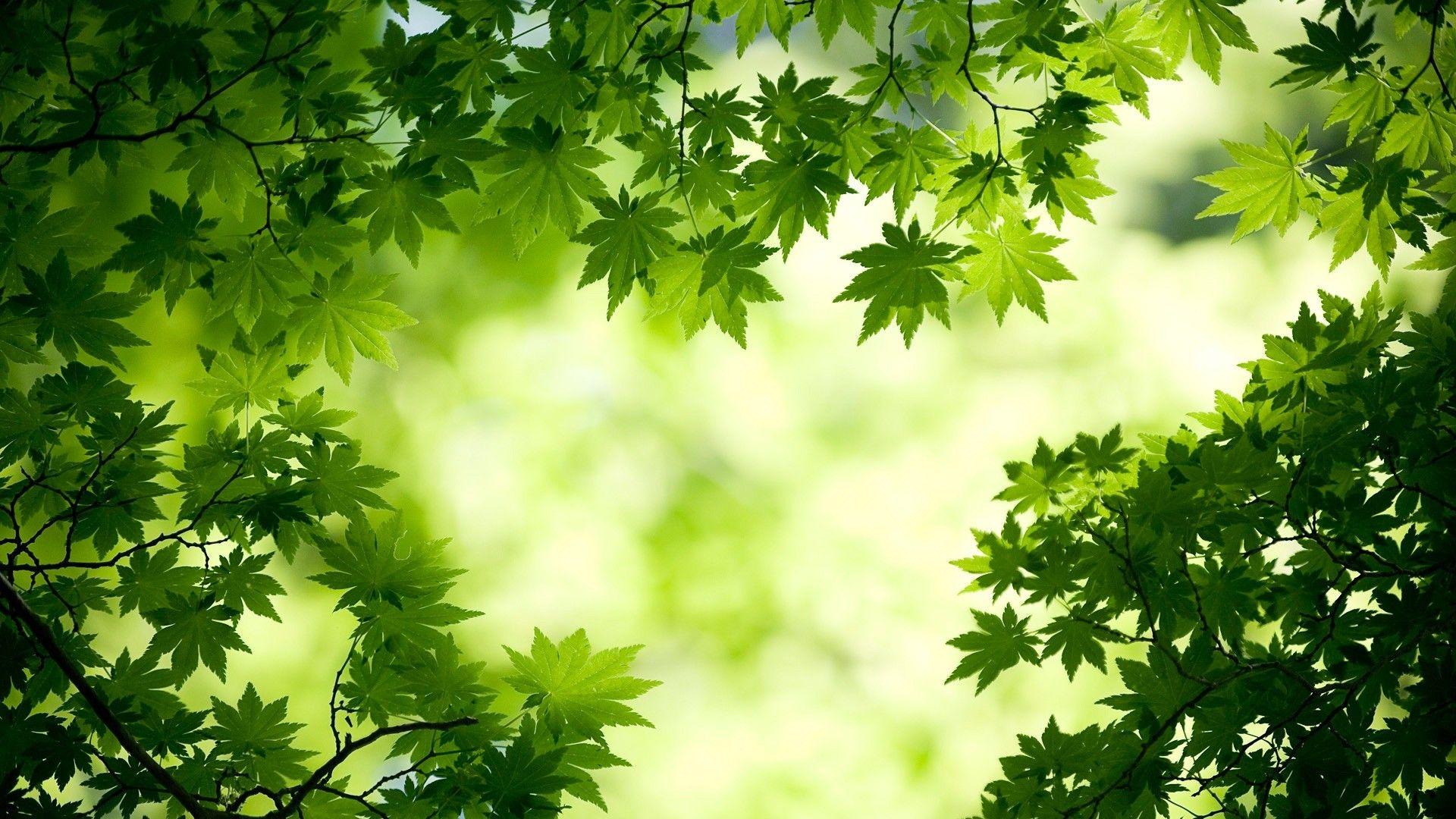 1920x1080 Green Wallpaper HD