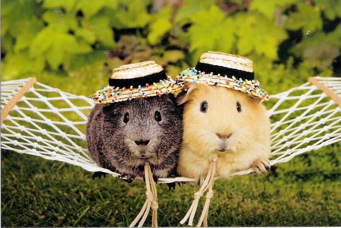1194x798 Really Funny Guinea Pig Quotes. QuotesGram