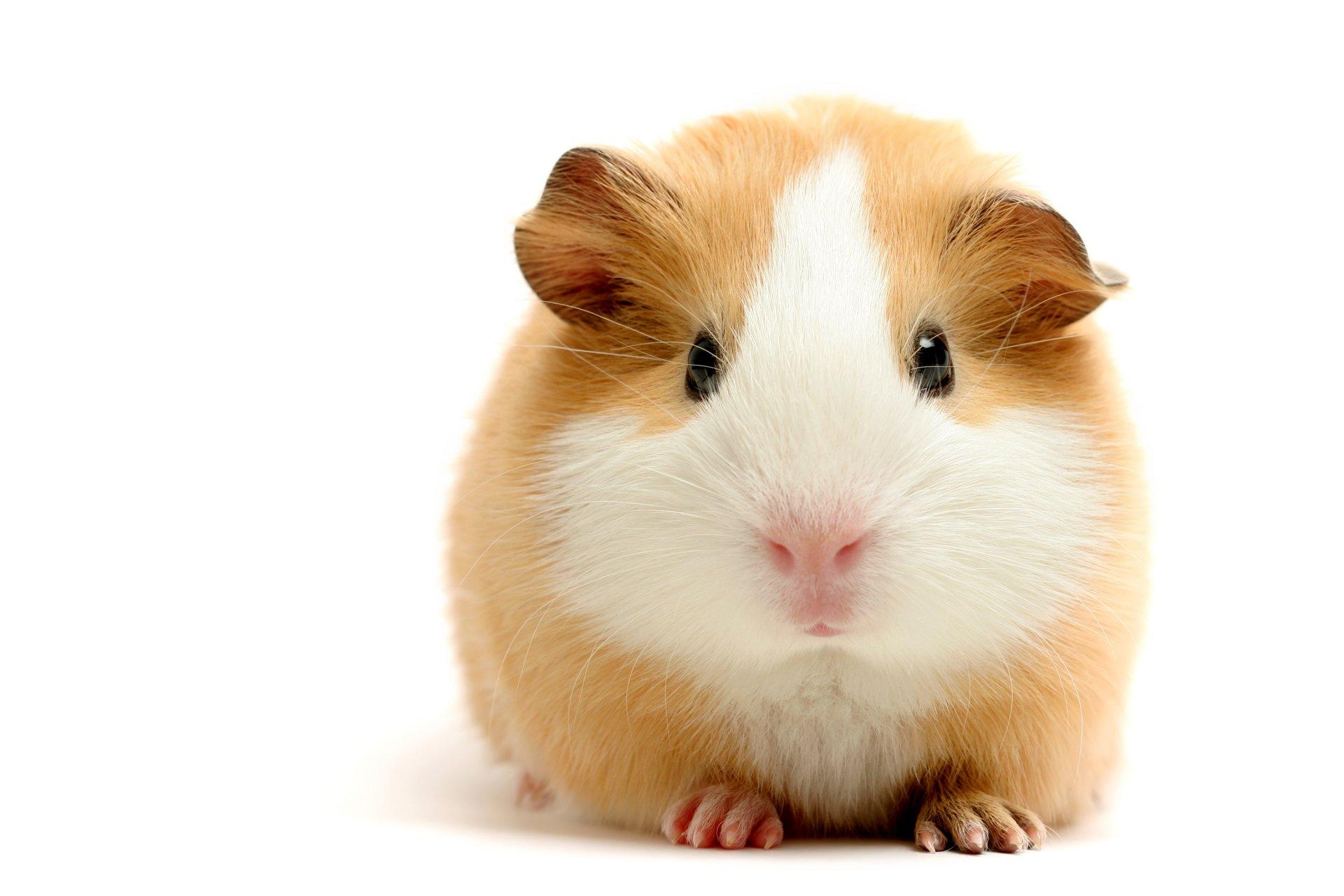 1920x1280 Guinea Pig HD Wallpaper and Background Image
