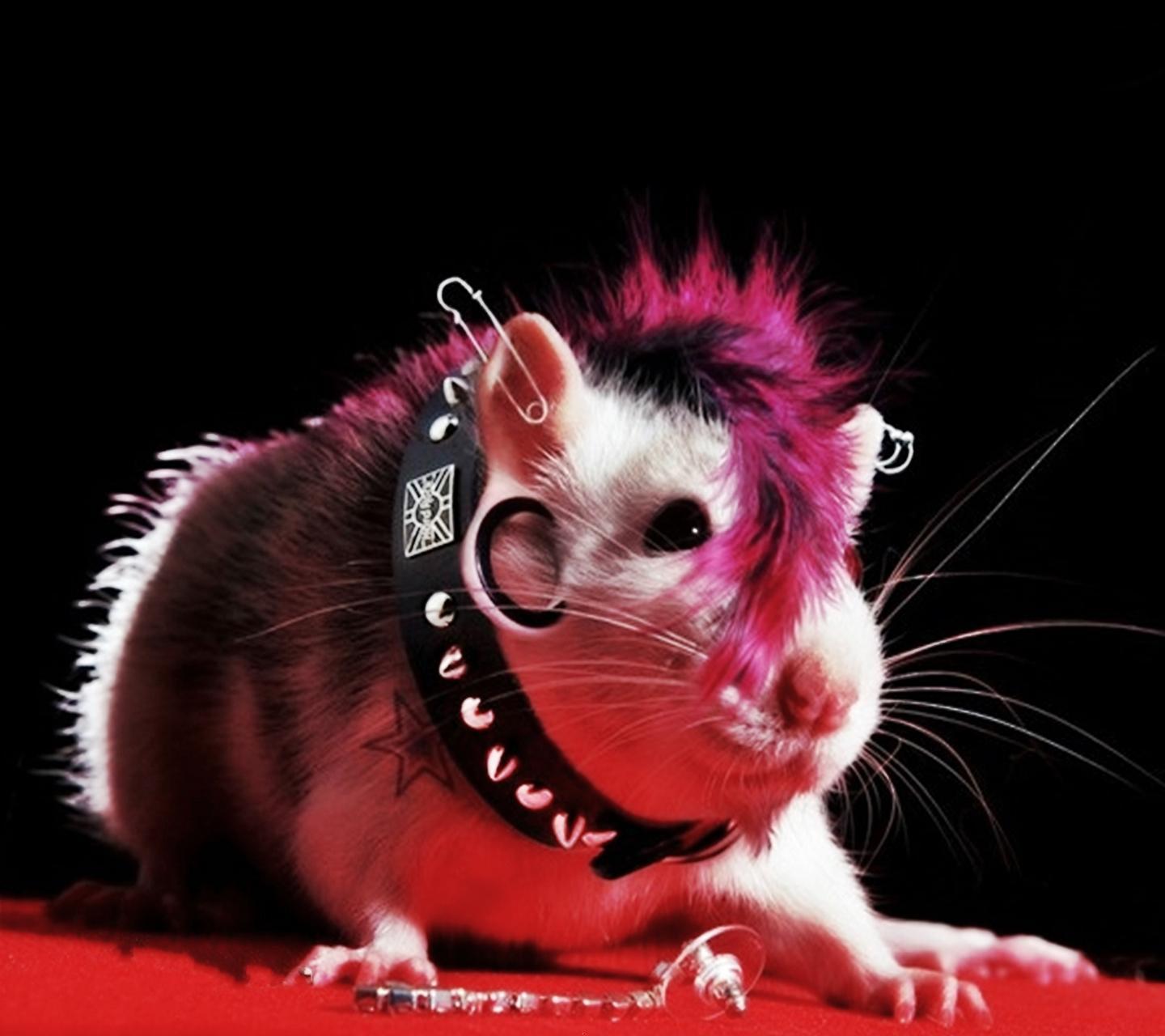 1440x1280 Download Funny guinea pig wallpaper for your mobile cell phone