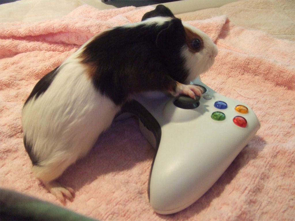 1024x768 Funny Animal: Funny Guinea Pig image