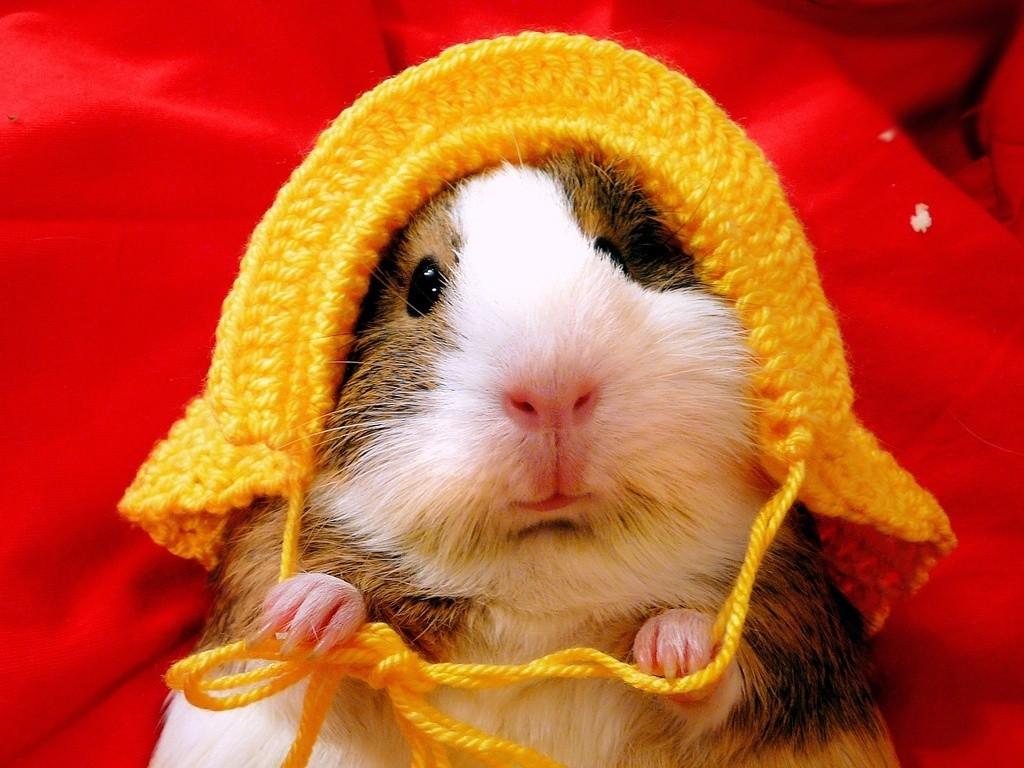 1024x768 Guinea Pig wallpaperx768