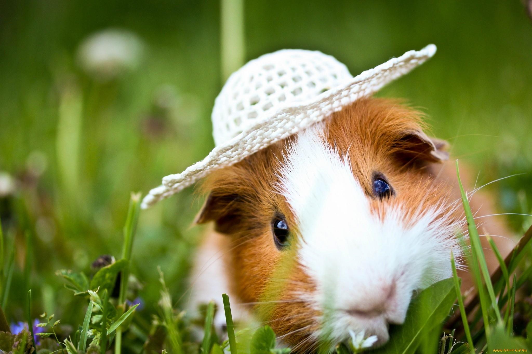 2048x1365 Title Animal Guinea Pig Wallpaper Guinea Pig Background HD Wallpaper