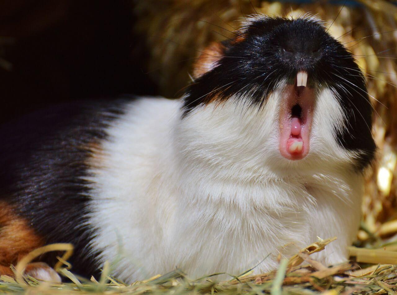 1280x950 Guinea Pig Memes That Will Make You Laugh! About Town