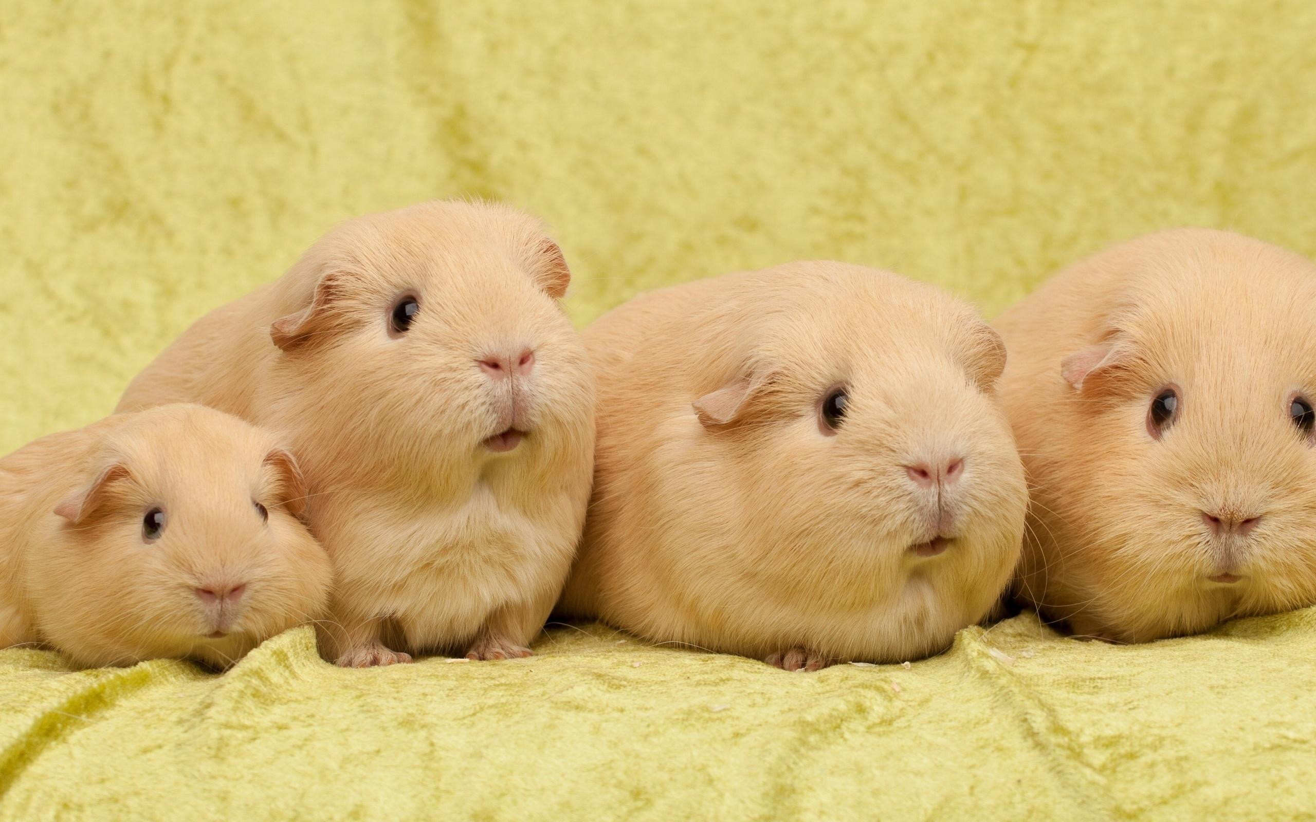2560x1600 Free download Pics Photo Guinea Pig Wallpaper 40 [2560x1600] for your Desktop, Mobile & Tablet. Explore Guinea Pig Wallpaper. Cute Pig Wallpaper, Cute Guinea Pig Wallpaper, Christmas Guinea Pig Wallpaper