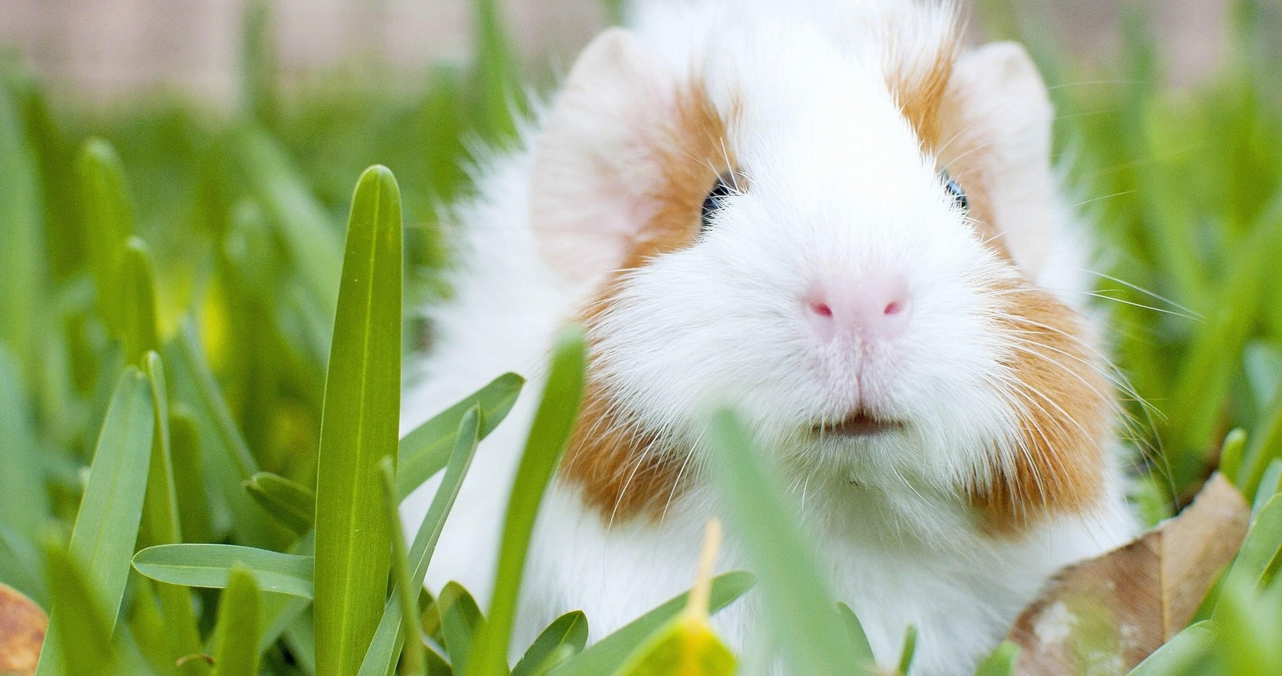 4096x2160 guinea pig 4k ultra HD wallpaper High quality walls