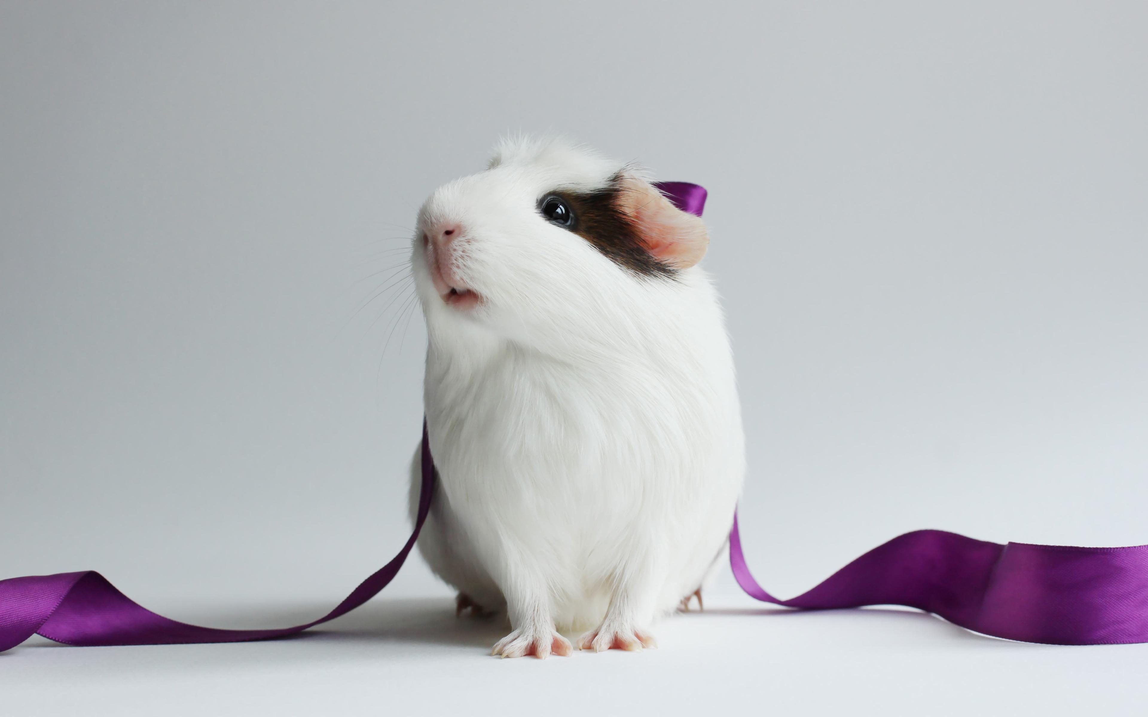 3840x2400 Download wallpaper 4k, guinea pig, ribbon, funny animals, rodent for desktop with resolution 3840x2400. High Quality HD picture wallpaper