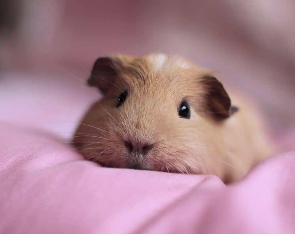 1024x811 Guinea Pig Wallpaper