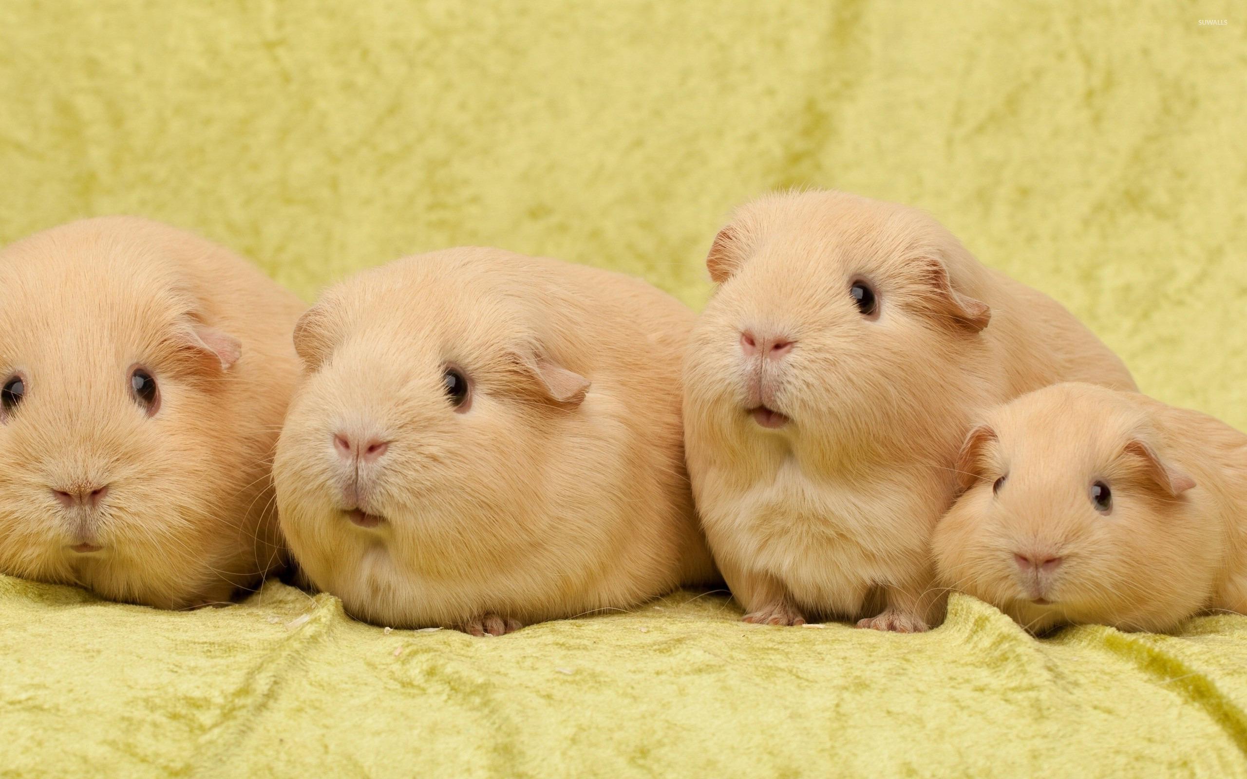 2560x1600 Guinea pigs wallpaper wallpaper