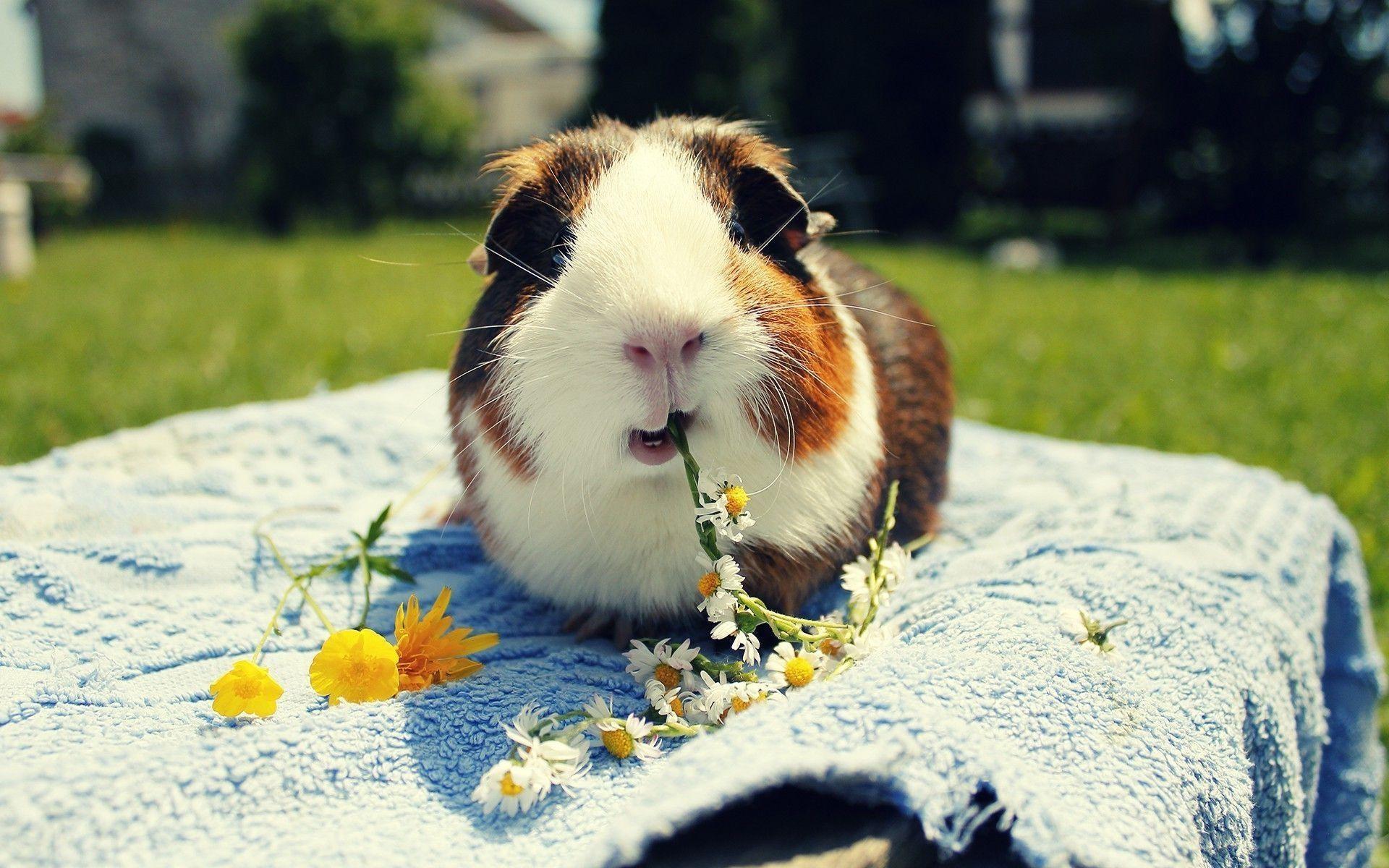 1920x1200 Funny Guinea Pig Babies Pig Wallpaper HD HD Wallpaper