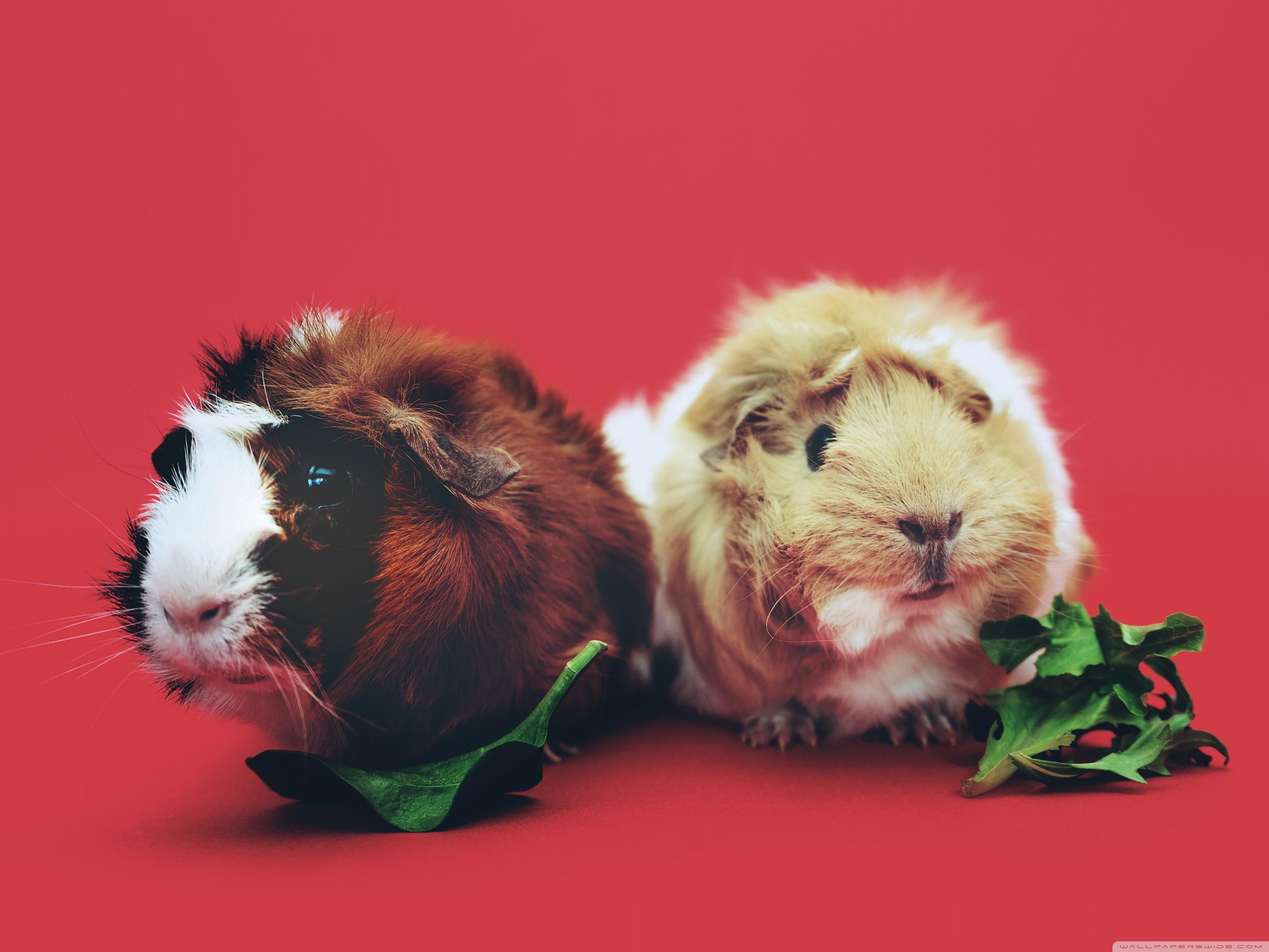 3200x2400 Cute Guinea Pigs Ultra HD Desktop Background Wallpaper for 4K UHD TV : Widescreen & UltraWide Desktop & Laptop : Tablet