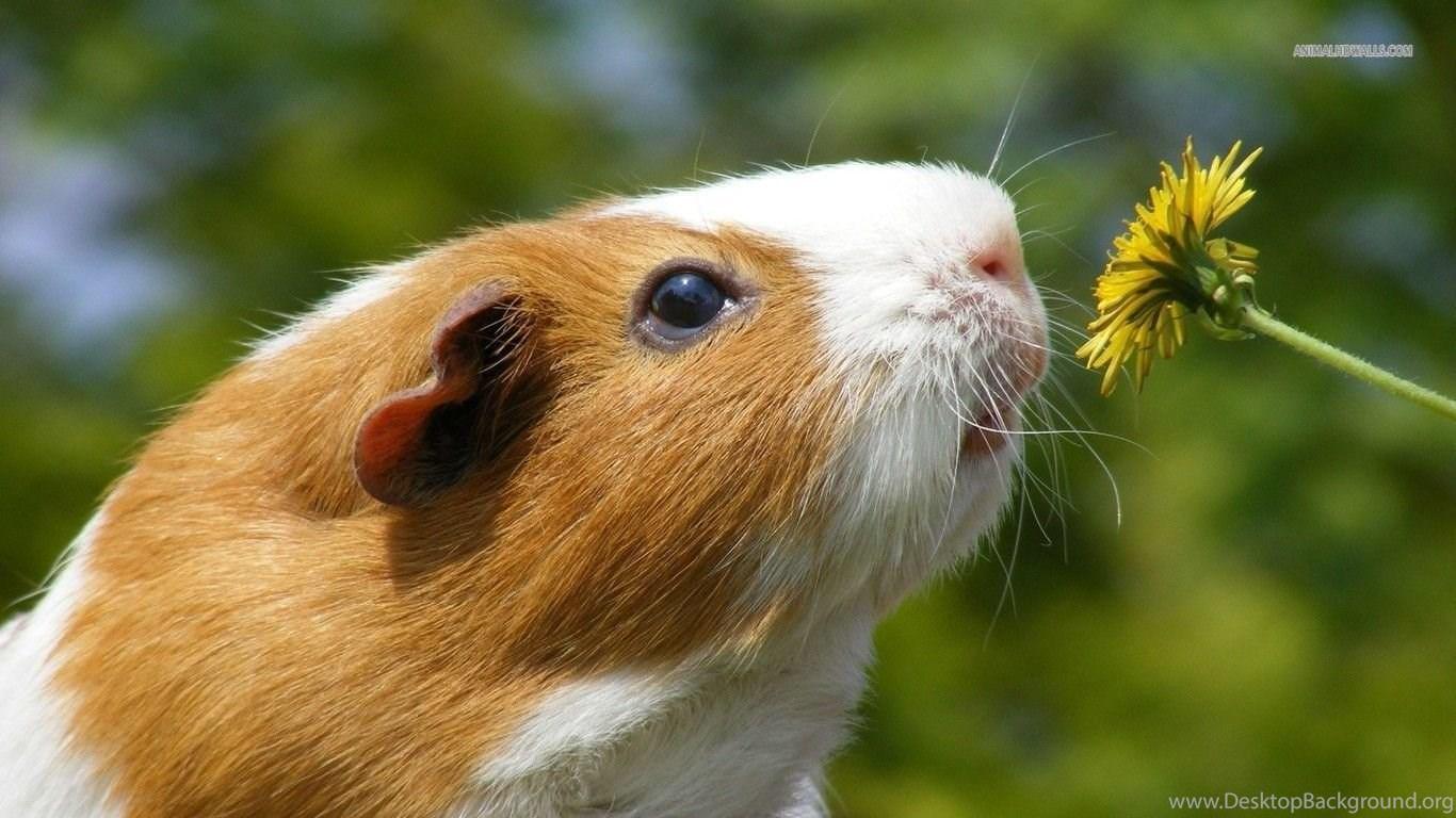 1366x768 Funny Guinea Pig Photo Wallpaper HD Base Desktop Background