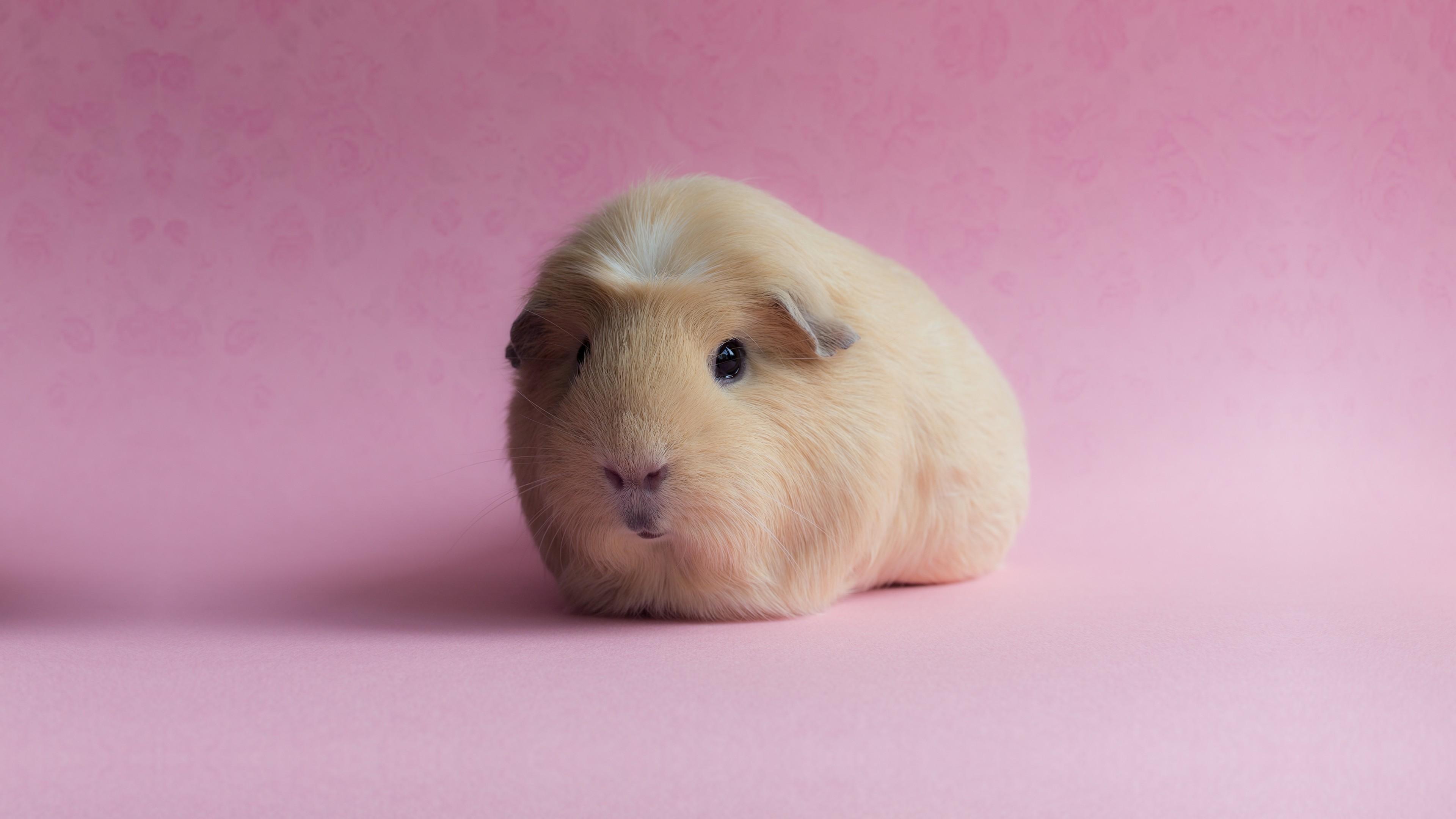 3840x2160 3840x2160 guinea pig wallpaper HD