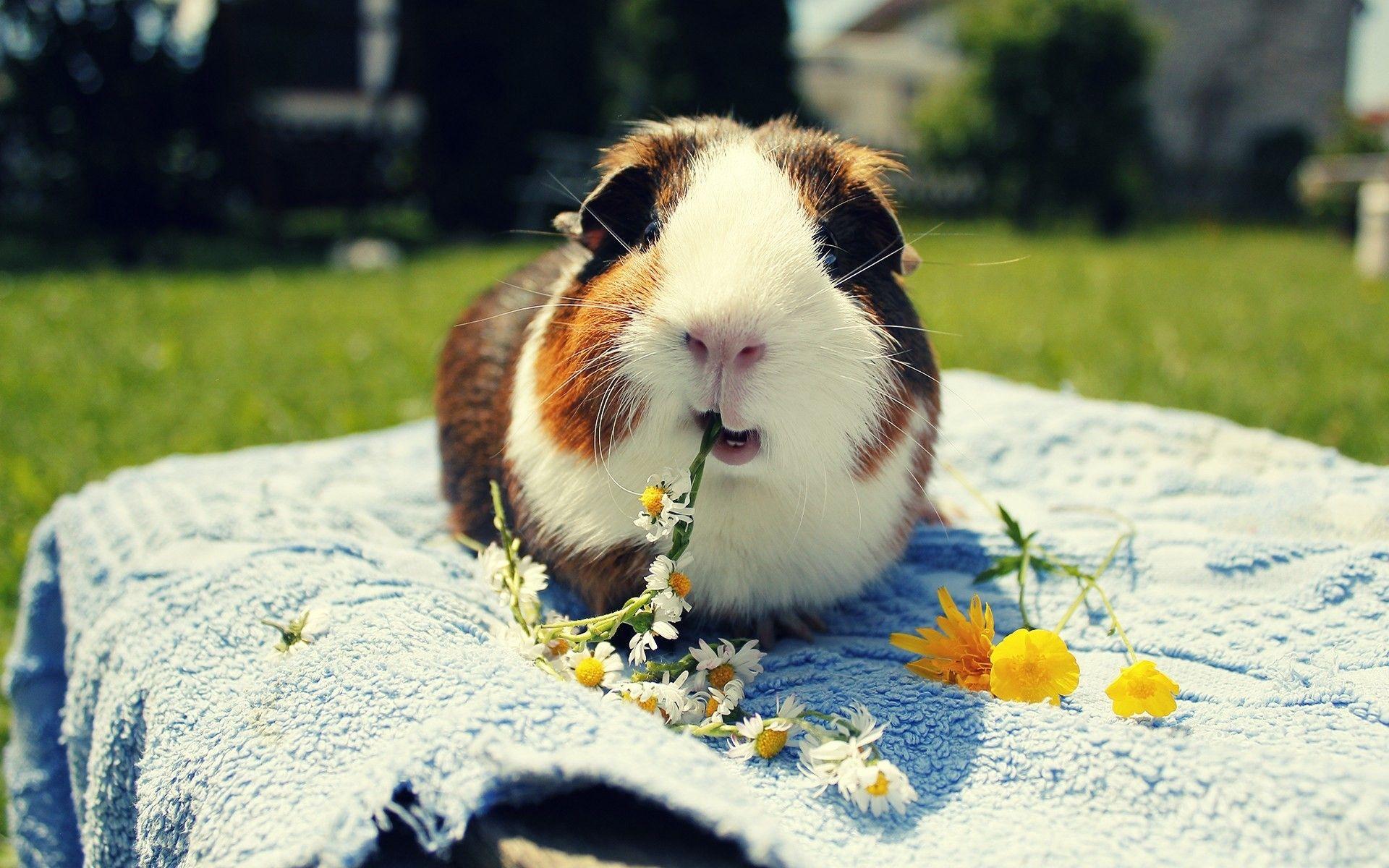 1920x1200 Guinea Pig Desktop Wallpaper, HD Guinea Pig Desktop Background on WallpaperBat