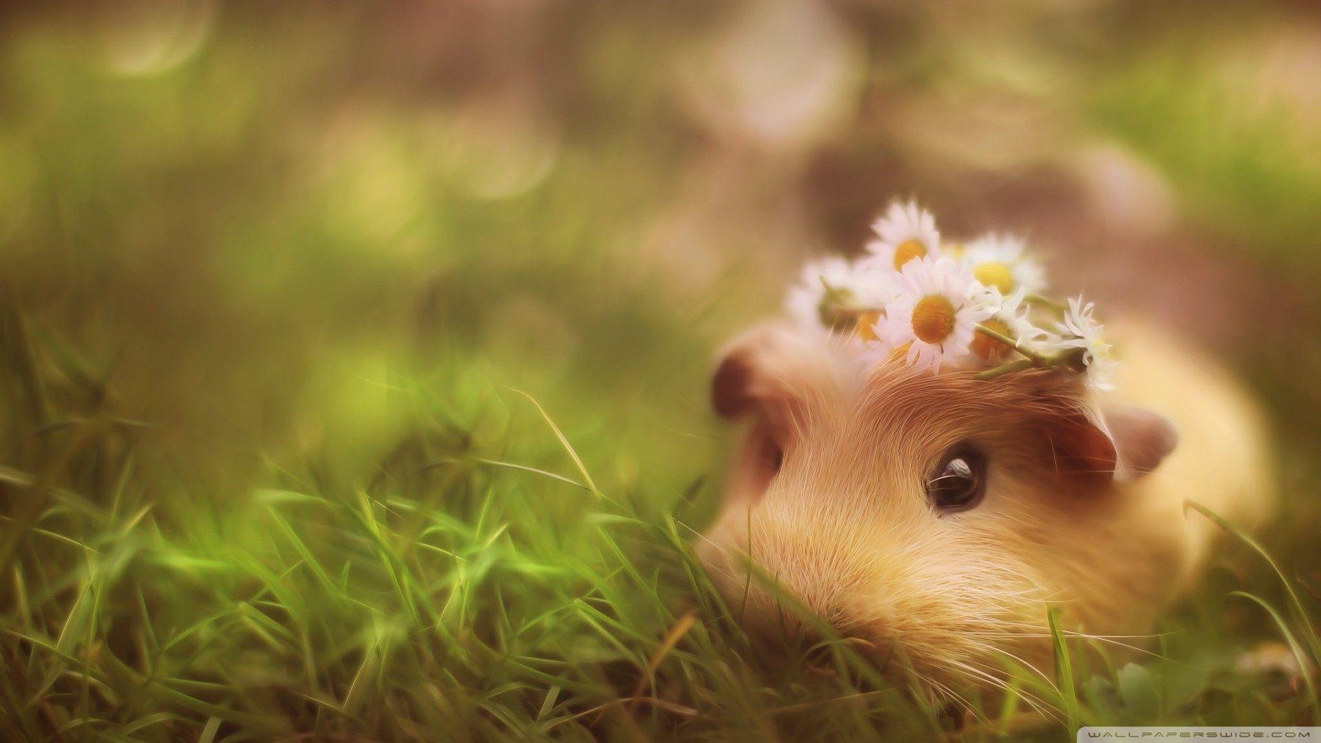 1920x1080 Cute Guinea Pigs Wallpaper