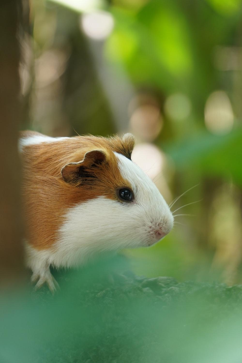 1000x1500 Guinea Pig Picture [HD]. Download Free Image