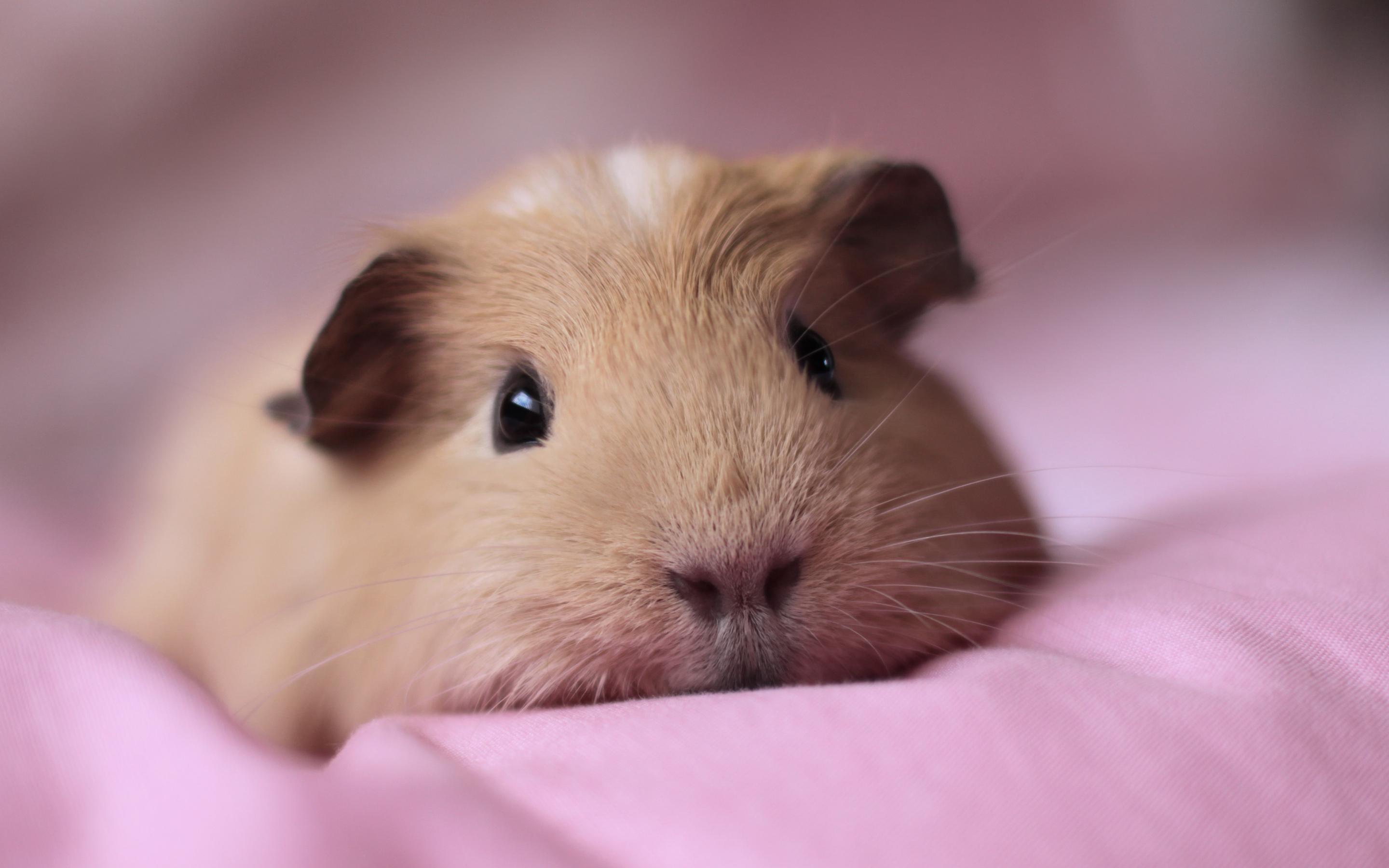 2880x1800 Guinea pig HD