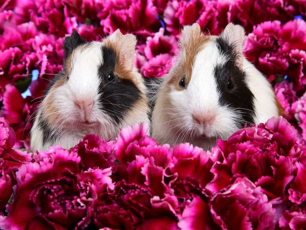 1024x768 Guinea Pig Wallpaper