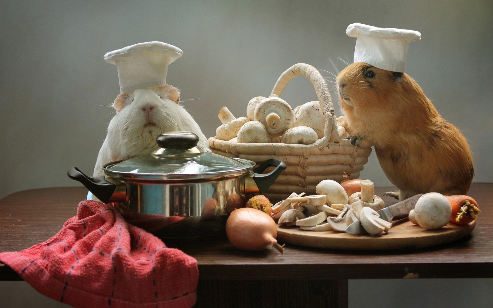 1920x1200 Wallpaper Guinea pigs, cooks, mushrooms, pan, funny animals 1920x1200 HD Picture, Image
