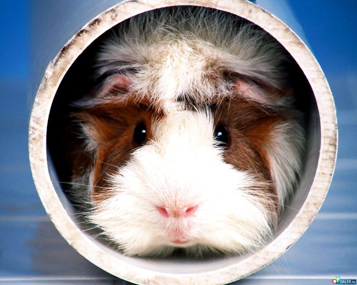 1200x960 Guinea pig wallpaper HD. Download Free background