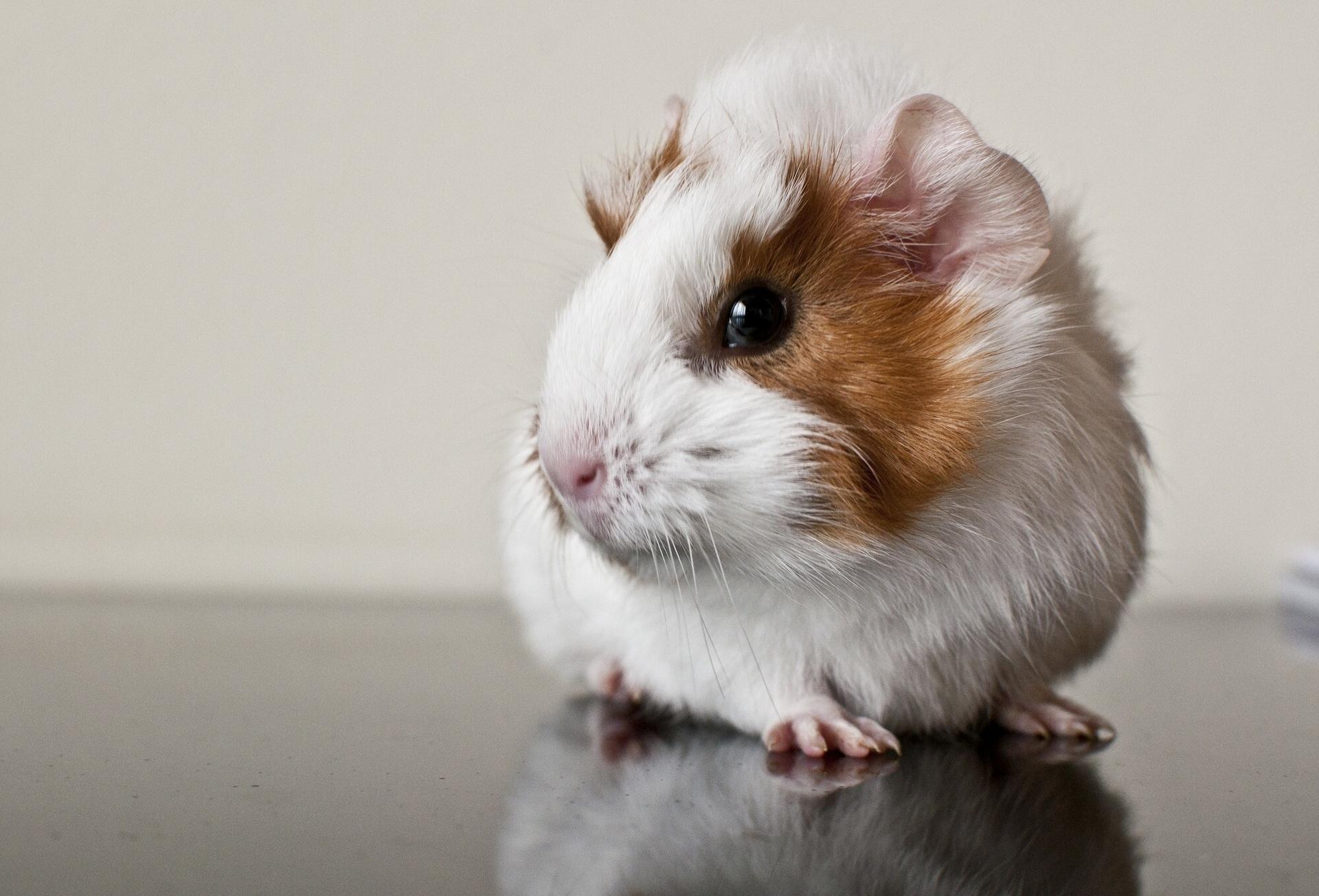 1920x1304 Free download Pics Photo Wallpaper Above Is Cute Guinea Pig Wallpaper [1920x1304] for your Desktop, Mobile & Tablet. Explore Cute Pig Wallpaper. Cute Guinea Pig Wallpaper, Baby Pig Desktop