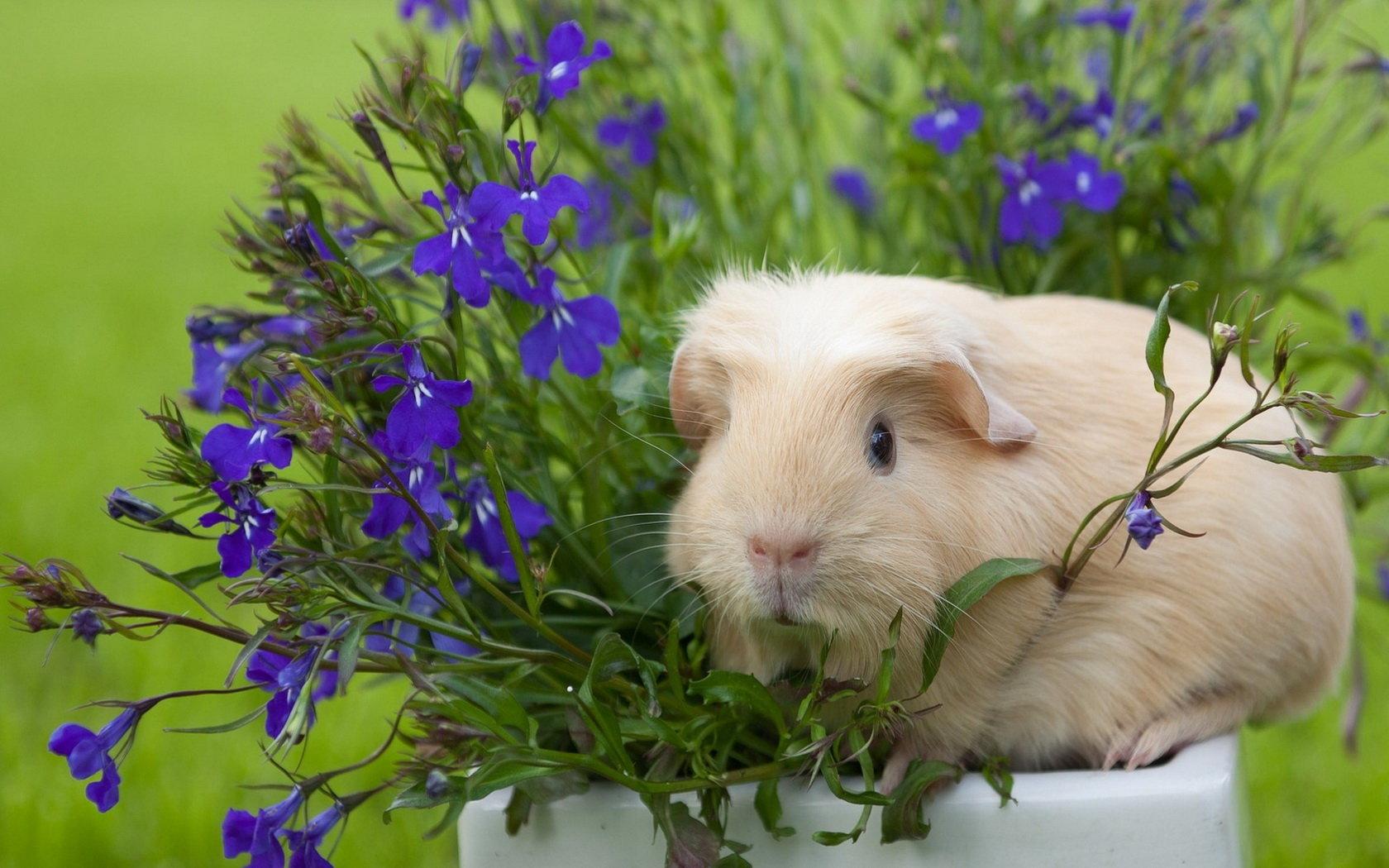 1680x1050 Guinea Pig wallpaper 1680x1050 desktop background