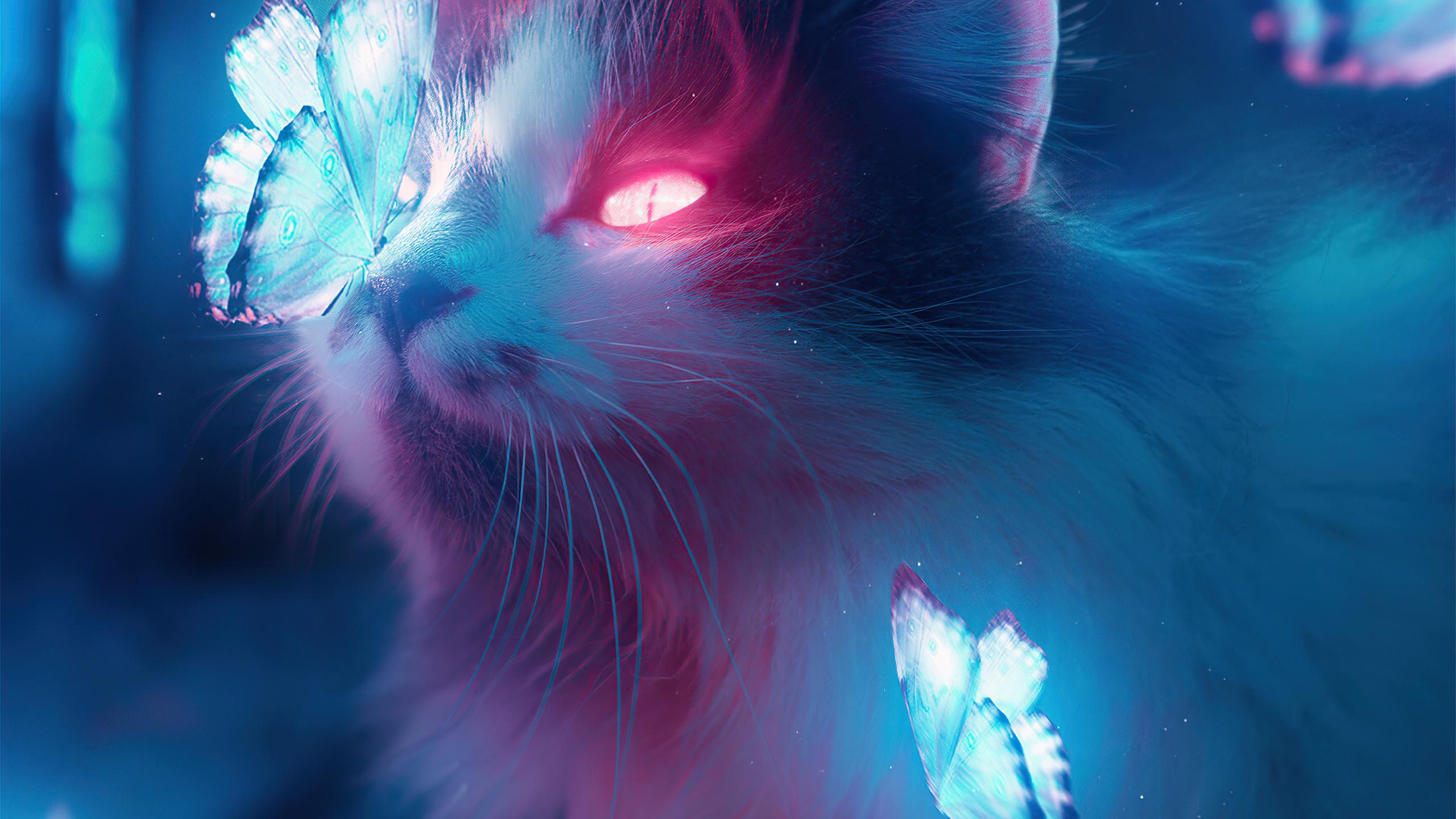 2560X1440 Cat Wallpapers - Top Free 2560X1440 Cat Backgrounds