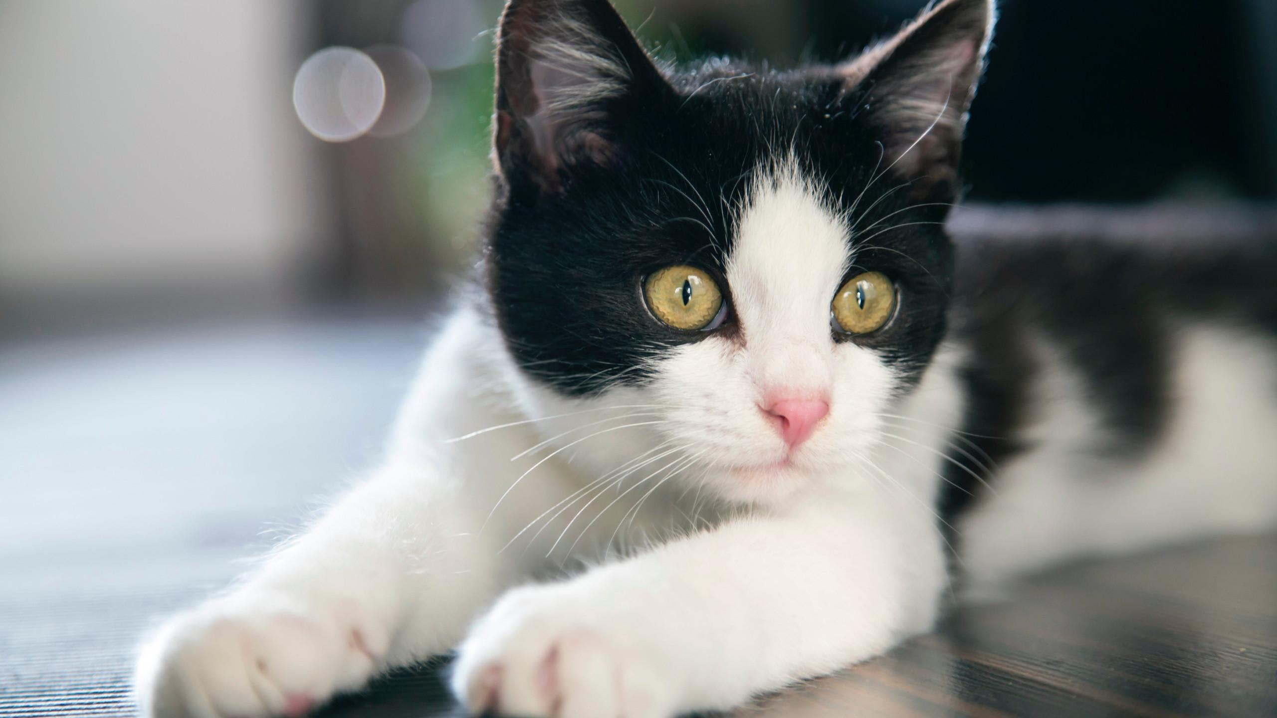 2560x1440 Download wallpaper: Black and white cat 2560x1440
