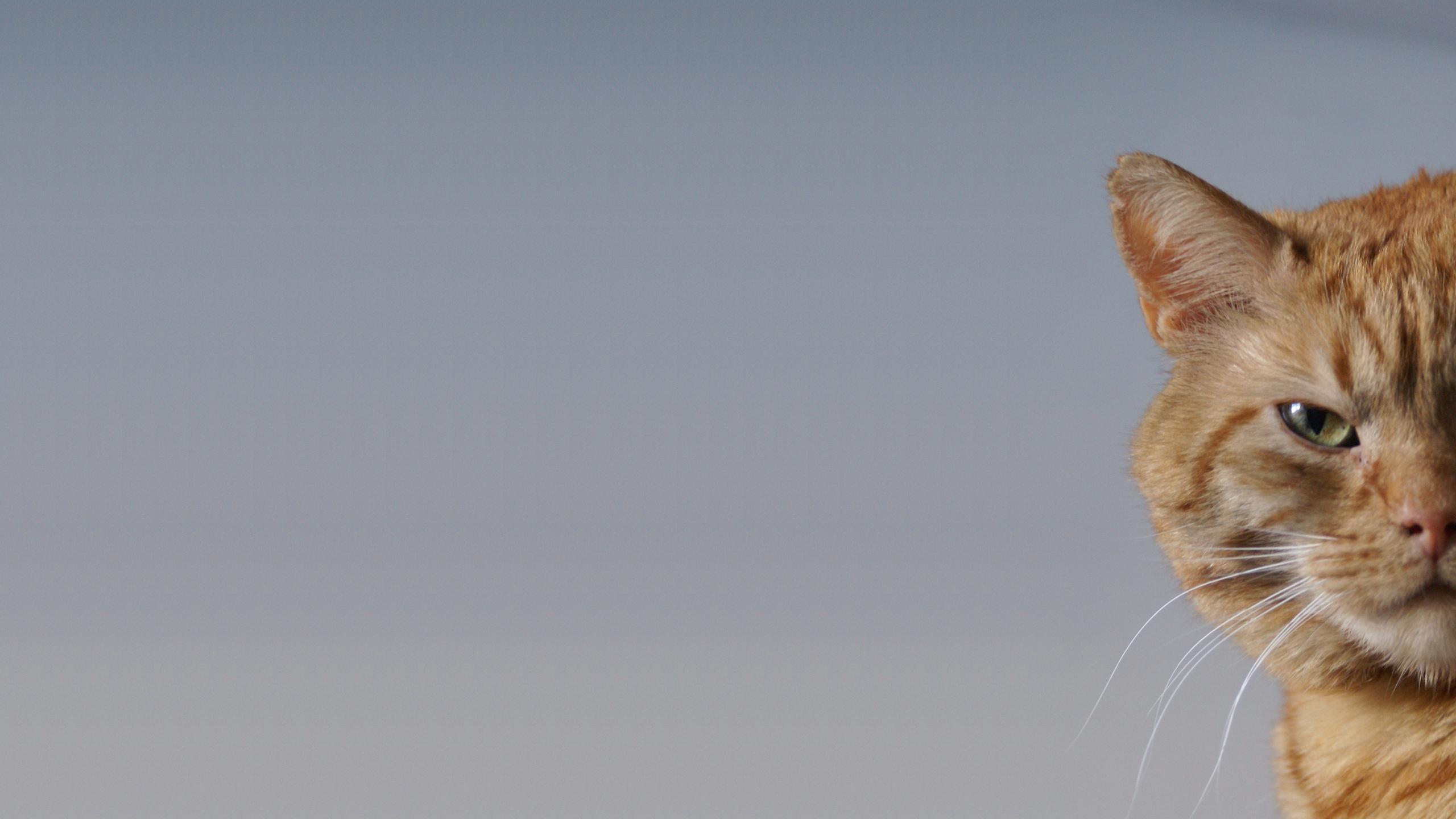 2560x1440 Cat desktop PC and Mac wallpaper