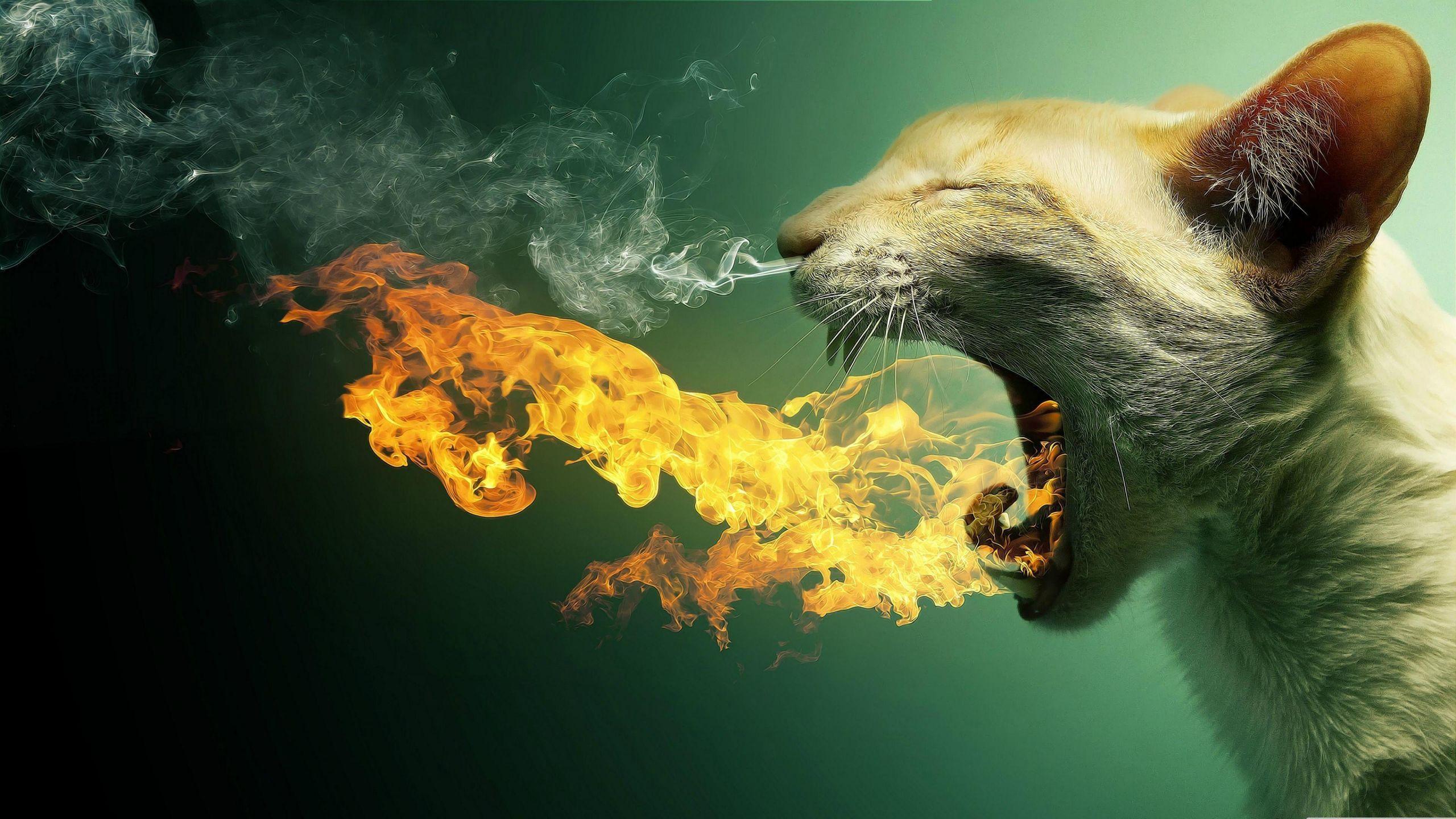 2560x1440 Cat Breath Yawn wallpaper in 2560x1440 resolution