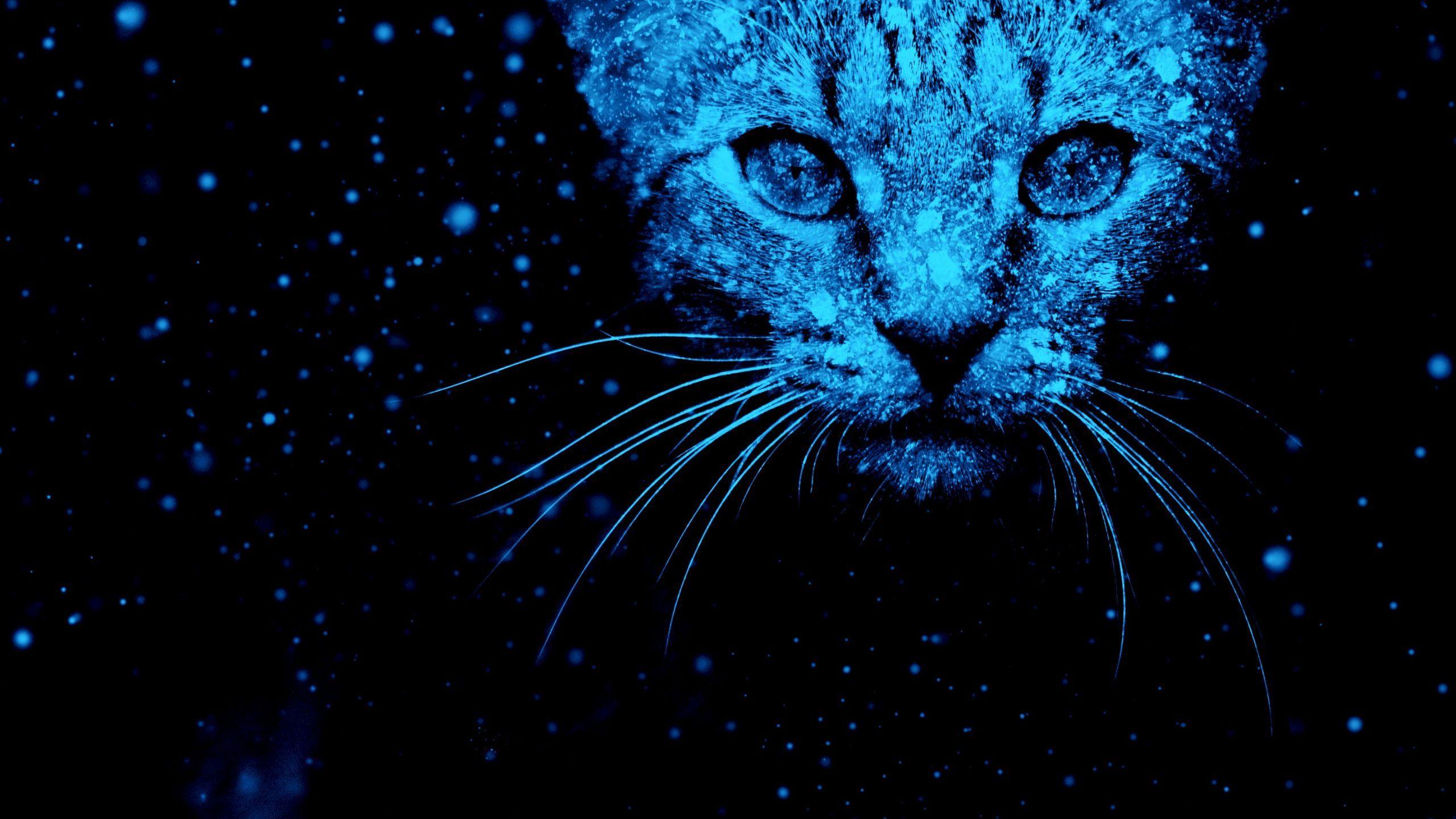 2560x1440 Snow Cat wallpaper in 2560x1440 resolution