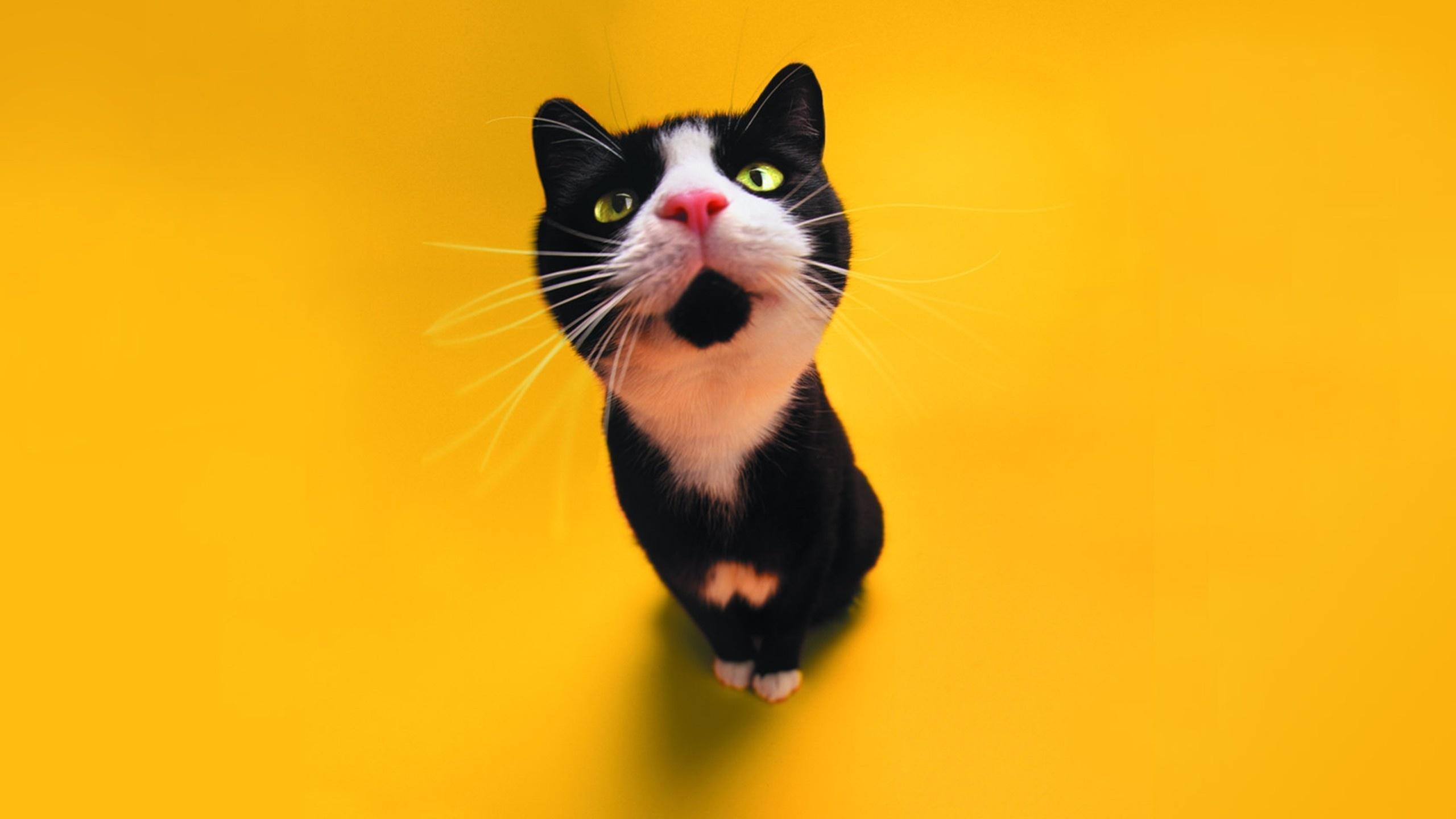 2560x1440 Cute Black and White Cat desktop PC and Mac wallpaper