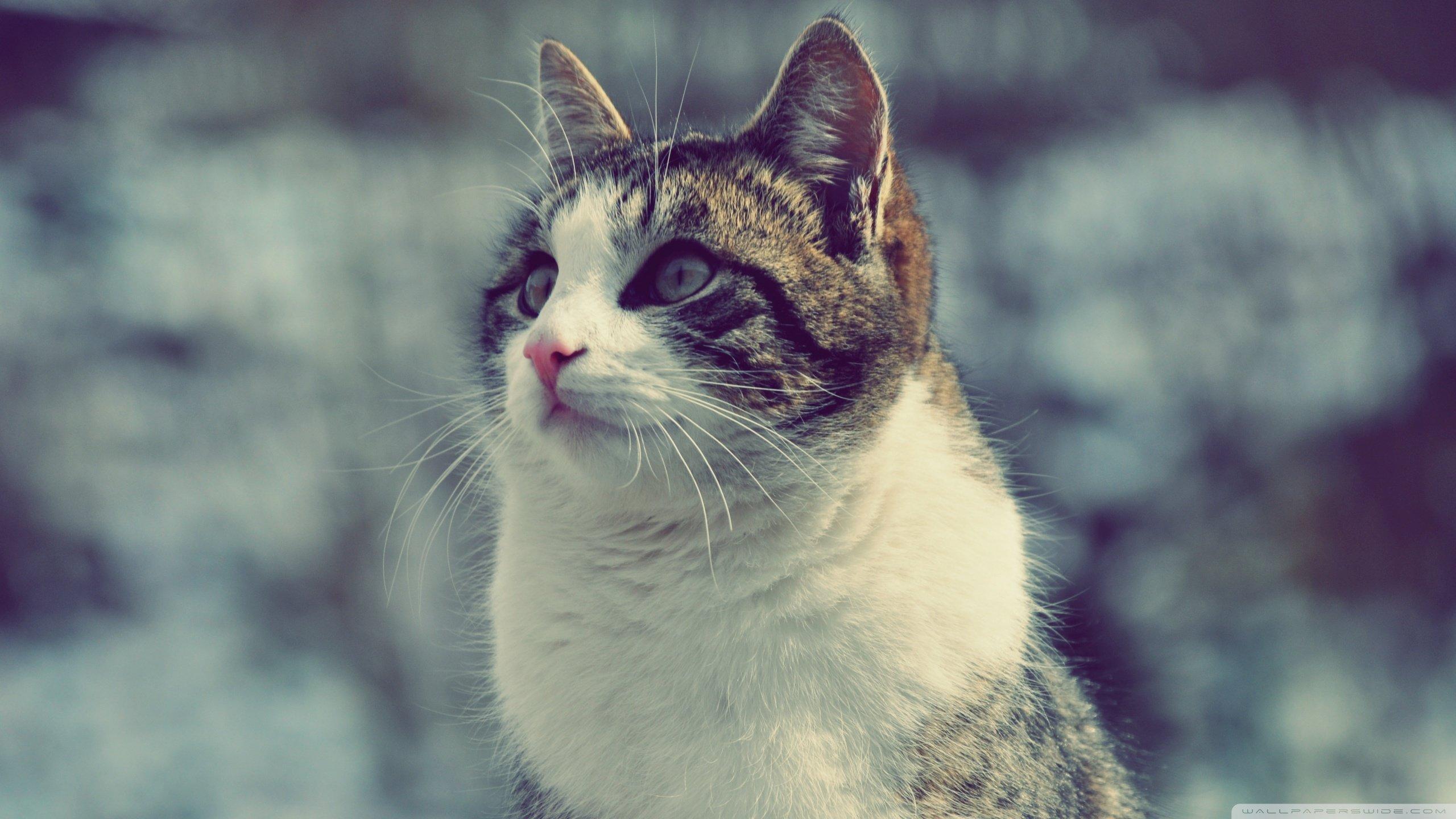 2560x1440 Animal wallpaper 2560x1440 desktop background