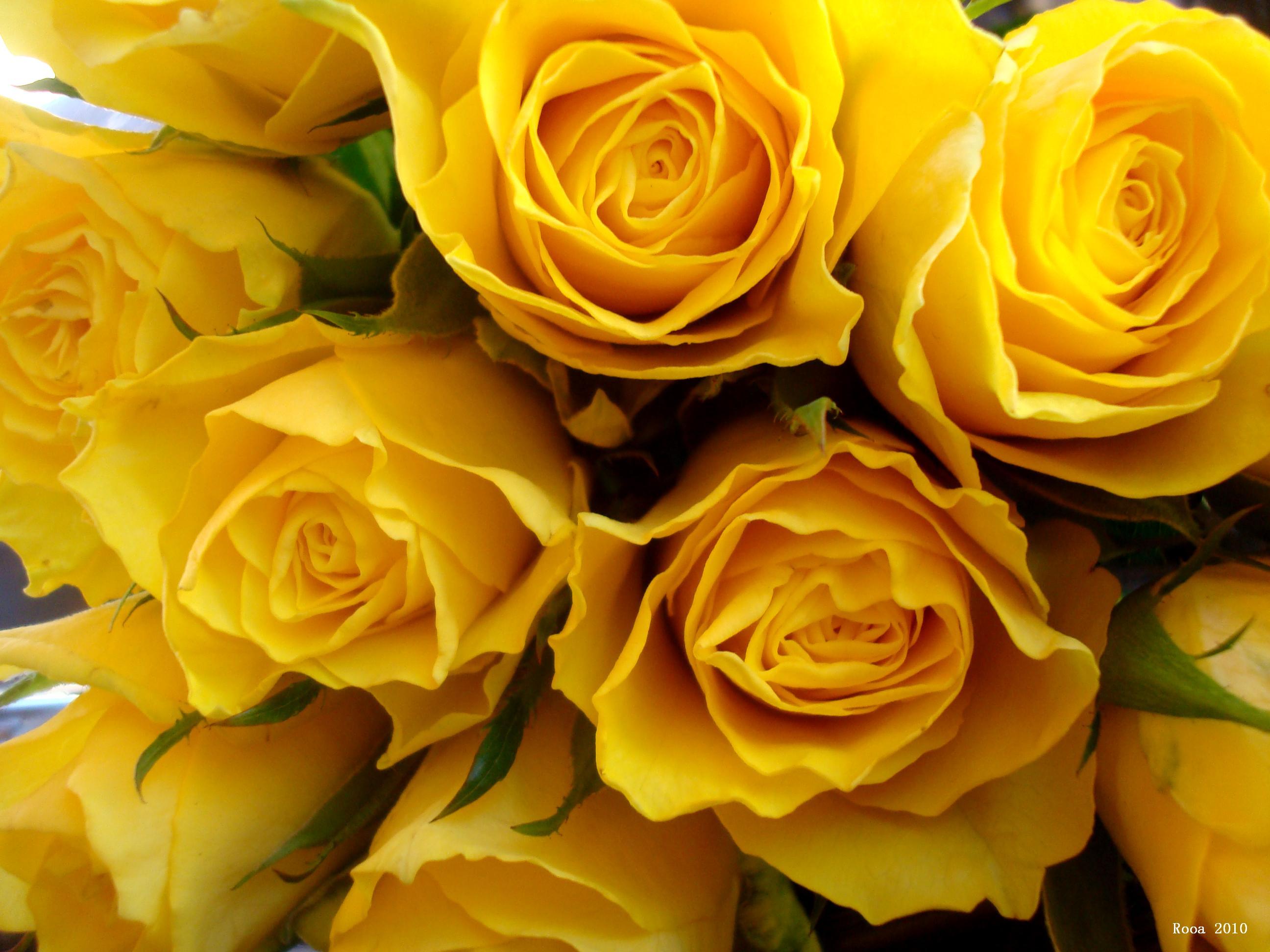 Aesthetic Yellow Rose Wallpapers - Top Free Aesthetic Yellow Rose ...