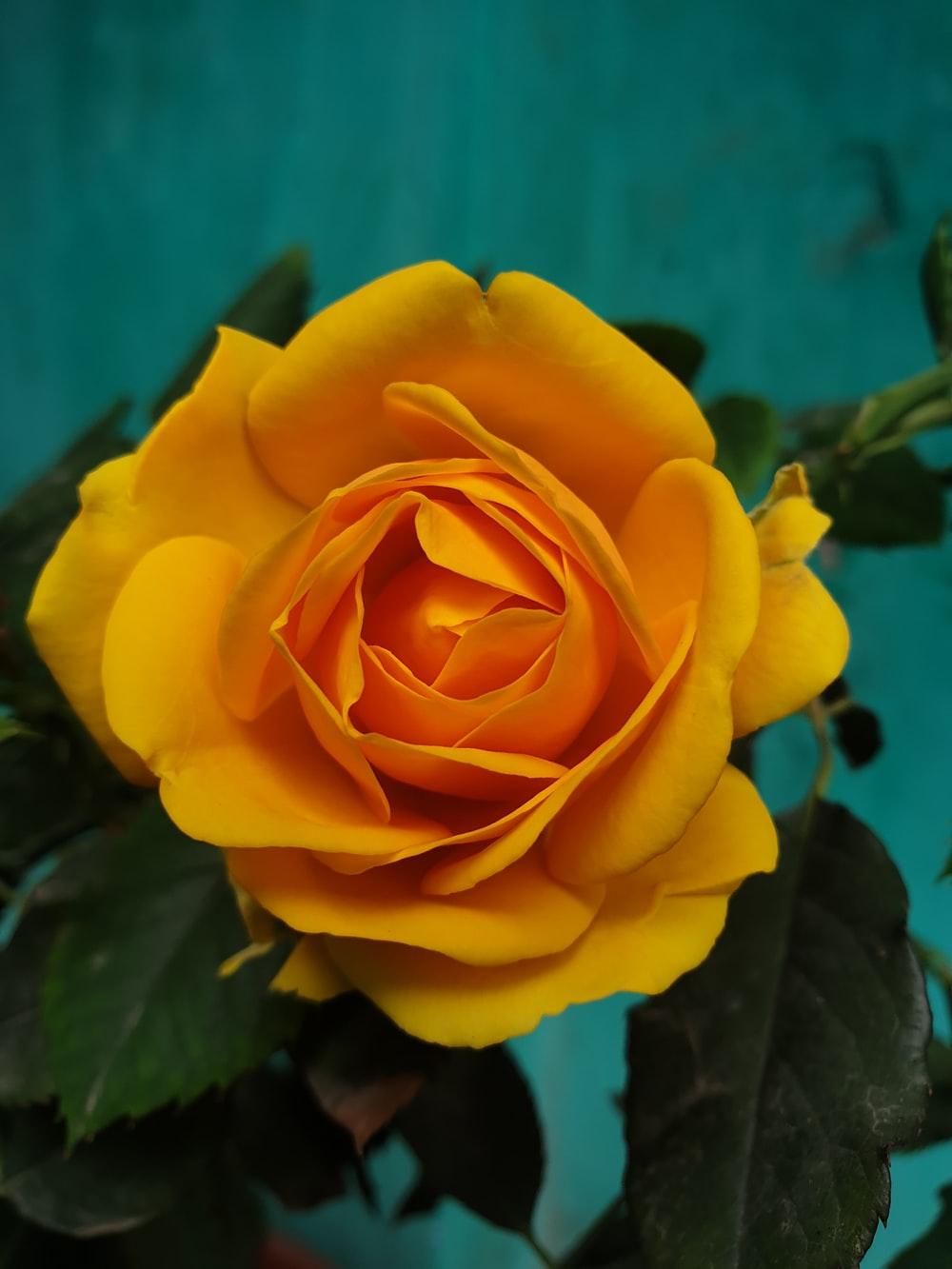Aesthetic Yellow Rose Wallpapers Top Free Aesthetic Yellow Rose