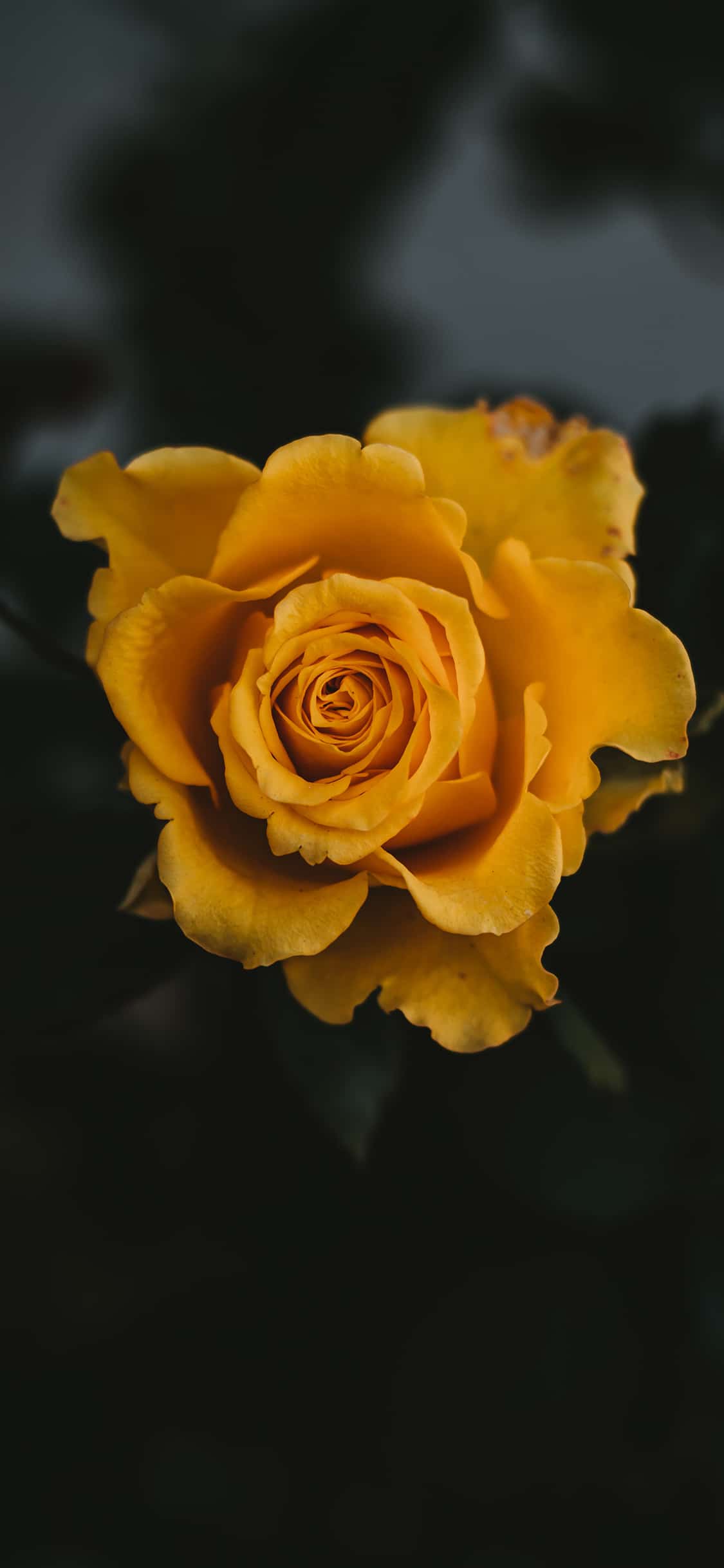 Aesthetic Yellow Rose Wallpapers - Top Free Aesthetic Yellow Rose  Backgrounds - WallpaperAccess