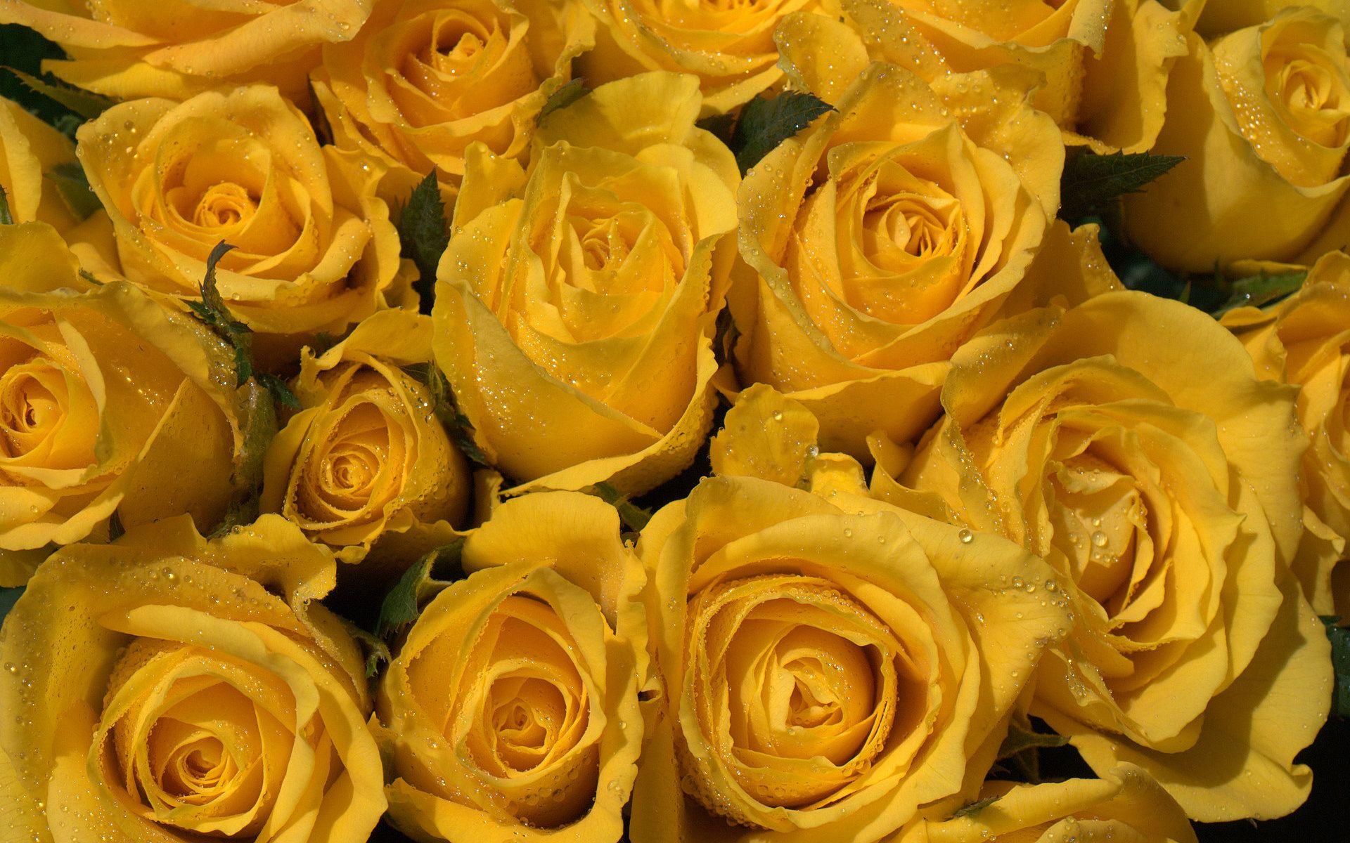 1920x1200 Yellow Rose Background