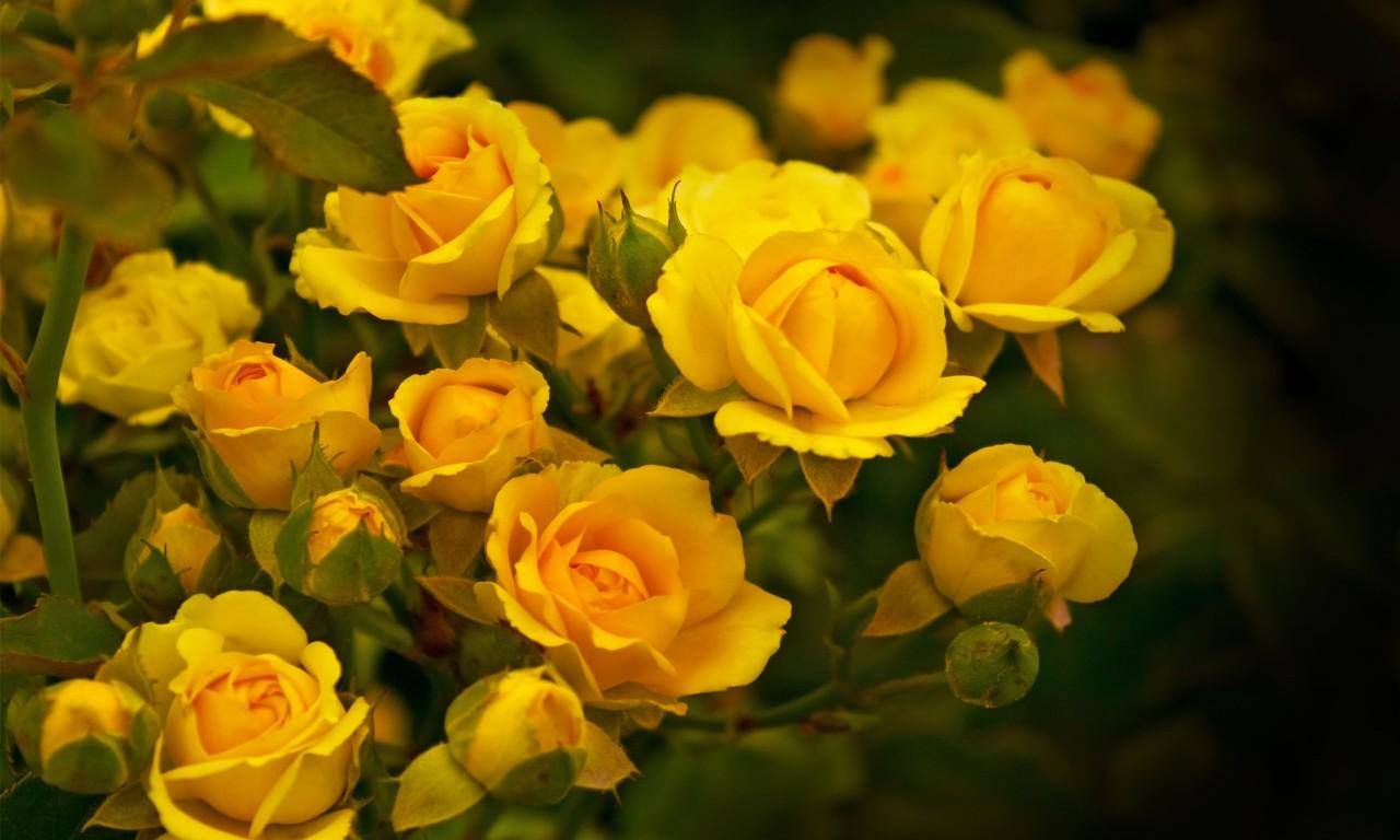 1280x768 Yellow Roses New Image Color Expression HD Wallpaper 1566975 :