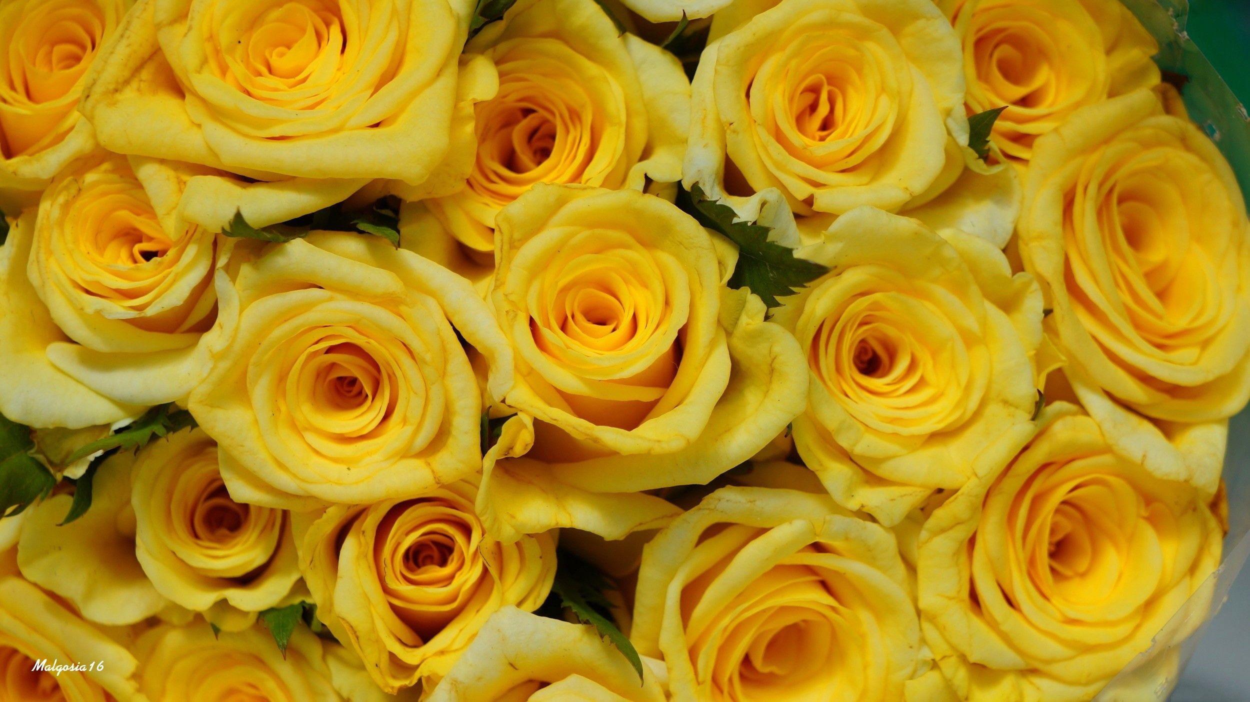 Aesthetic Yellow Rose Wallpapers - Top Free Aesthetic Yellow Rose 