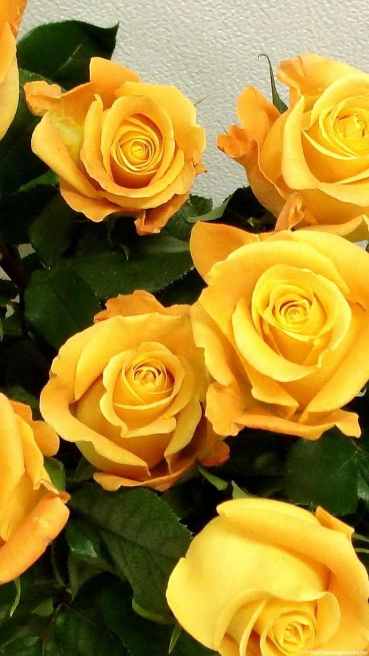 720x1280 Flowers Garden White iPhone 6 Wallpaper HD And 1080P 6 Plus. Desktop Background