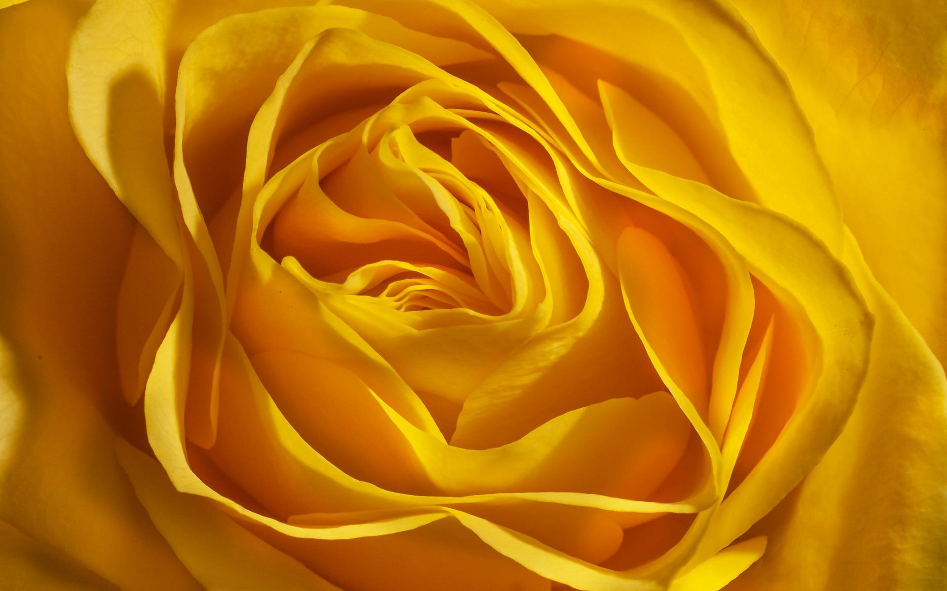 Aesthetic Yellow Rose Wallpapers Top Free Aesthetic Yellow Rose