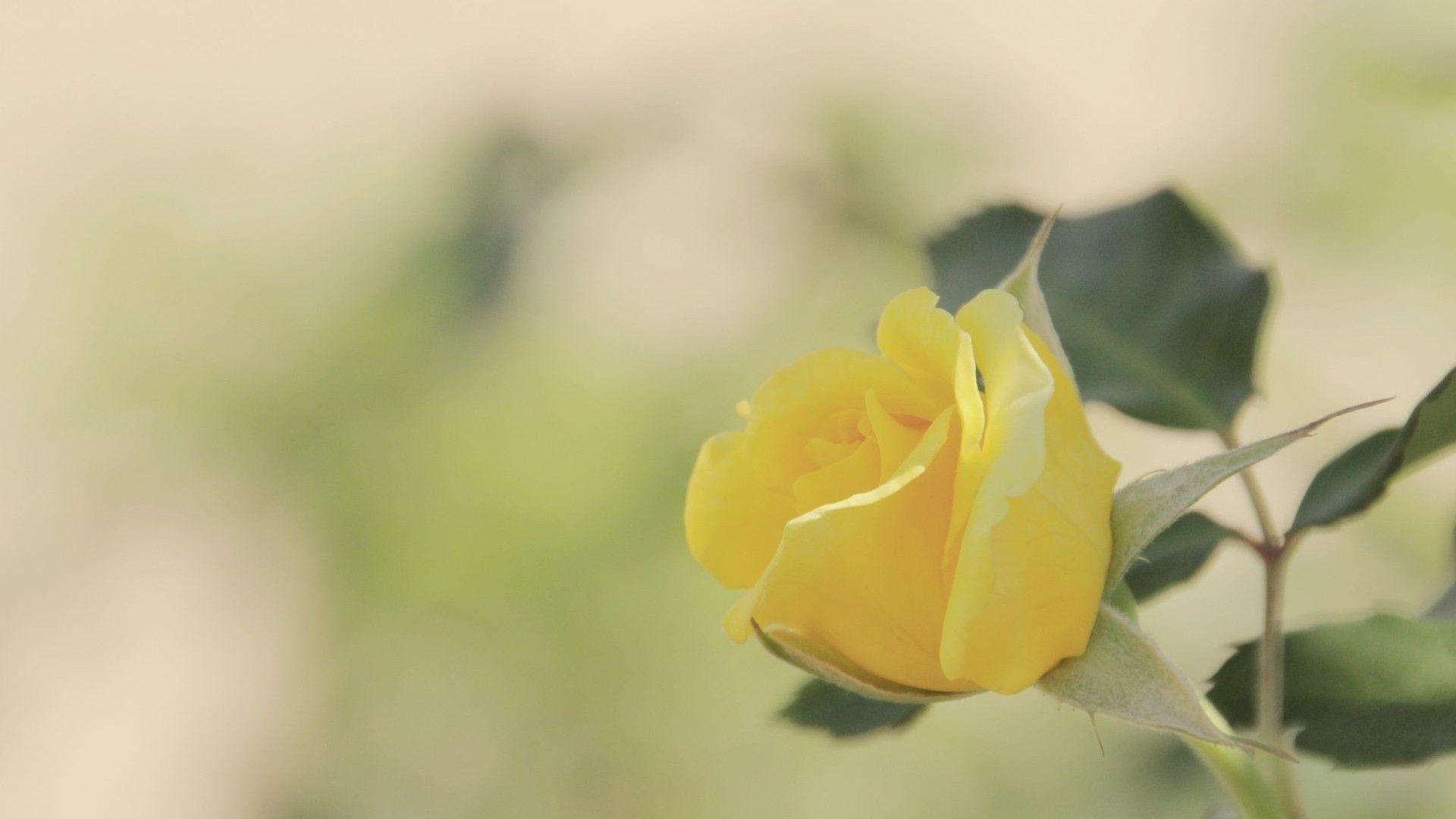 Aesthetic Yellow Rose Wallpapers Top Free Aesthetic Yellow Rose