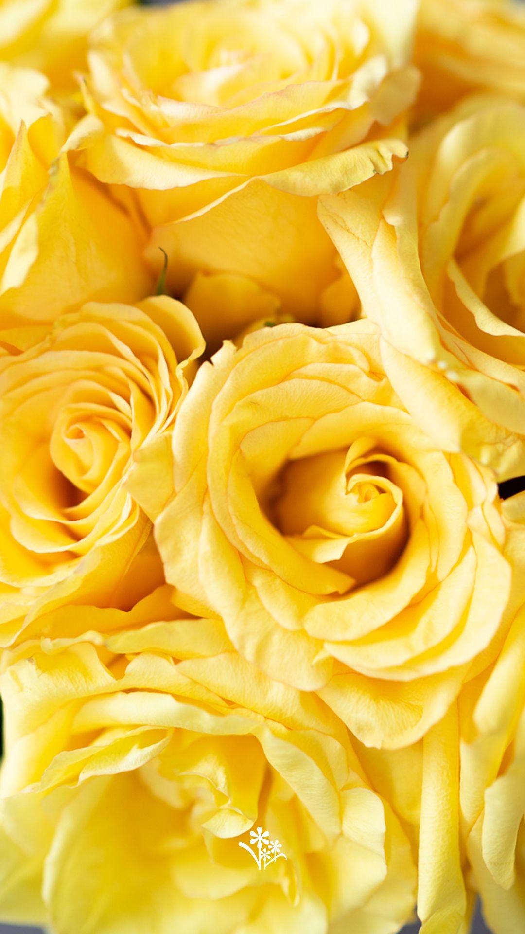 Aesthetic Yellow Rose Wallpapers Top Free Aesthetic Yellow Rose