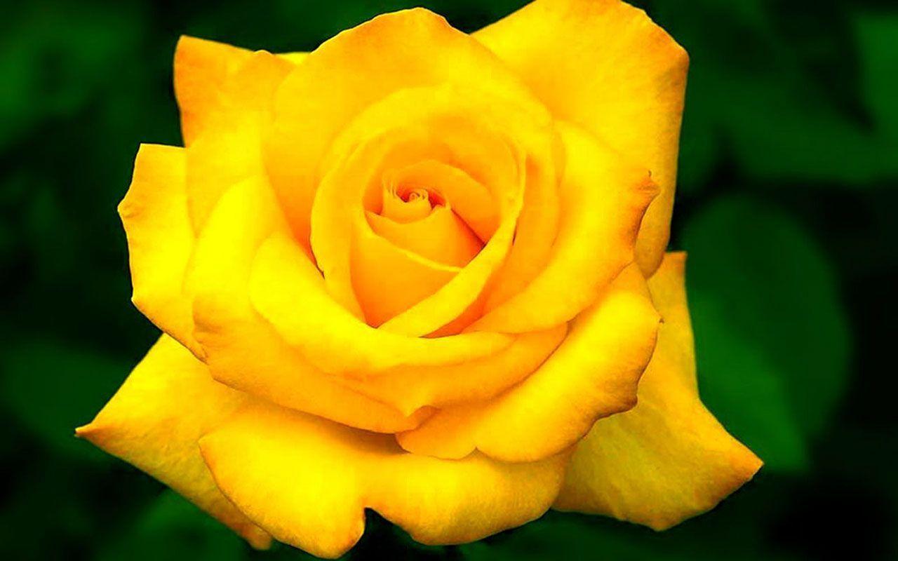 1280x800 Yellow Rose Flower Wallpaper