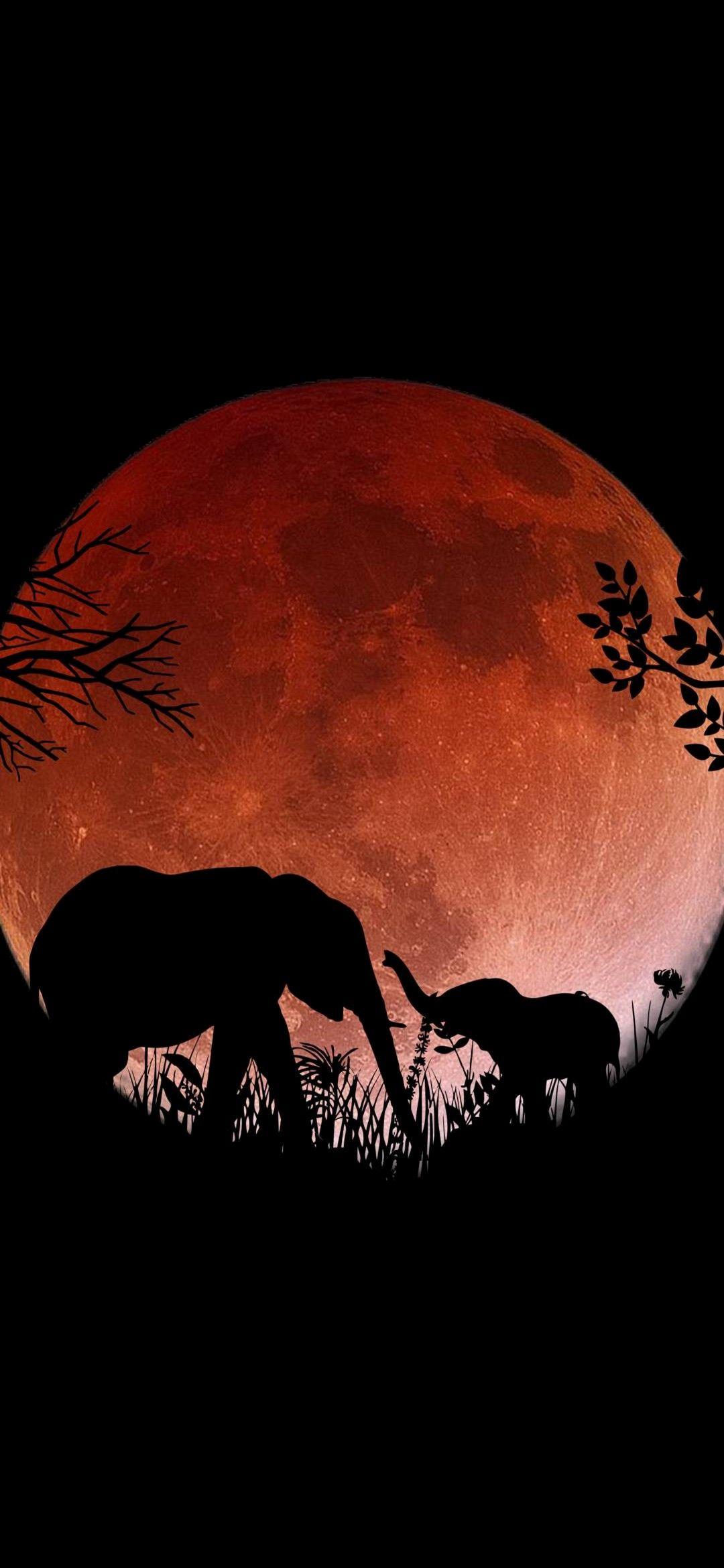 1080x2340 African Savannah Wallpaper 10802340. Savannah chat, Savannah art, Wallpaper
