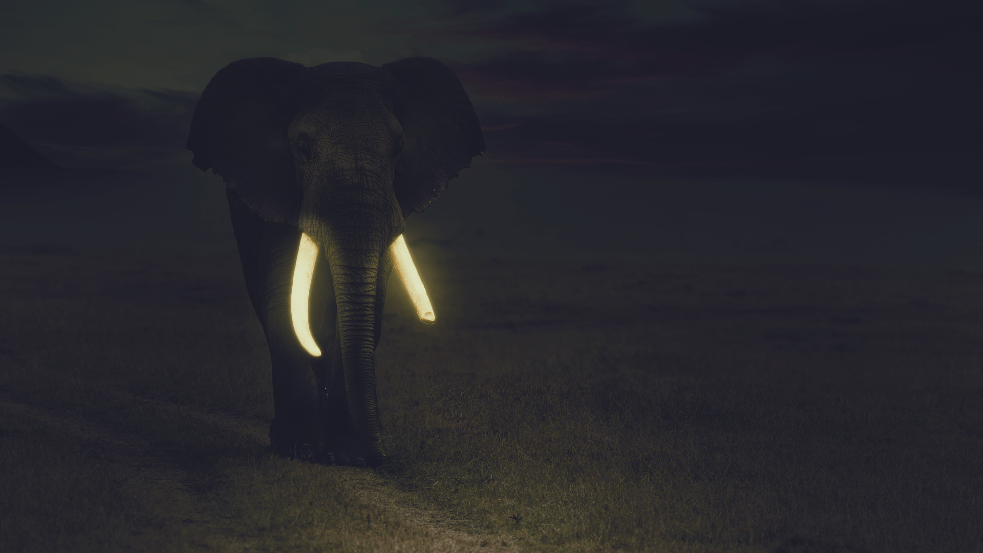 1920x1080 Elephant Glowing Night Wallpaper:1920x1080